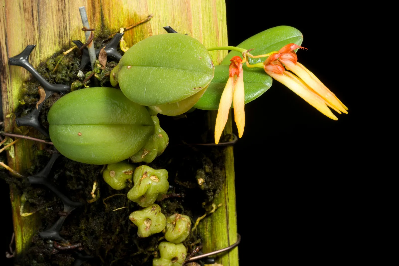 Taiwania (Taiwania Cryptomerioides) — as these trees can live for thousands of years