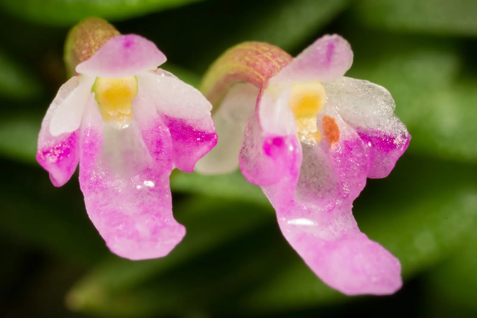 Taiwania (Taiwania Cryptomerioides) — The Taiwania cryptomerioides, or simply Taiwania, is a majestic conifer originating from East Asia; feathery, image 43