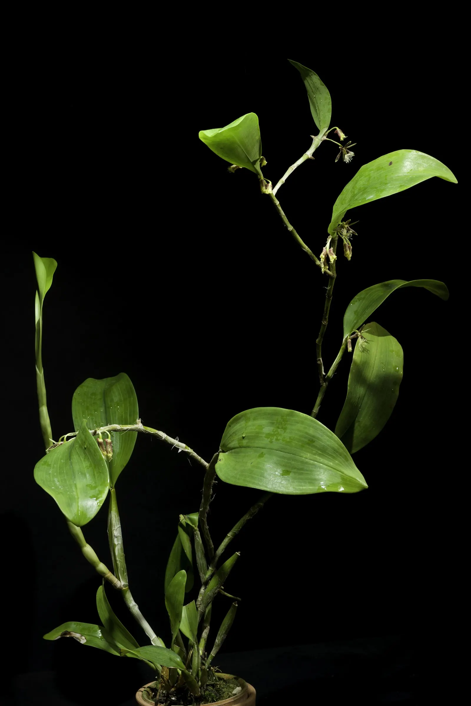 Taiwania (Taiwania Cryptomerioides) — This evergreen can reach towering heights of 200 ft with a base diameter up to 6 ft; with a trunk diameter, image 44