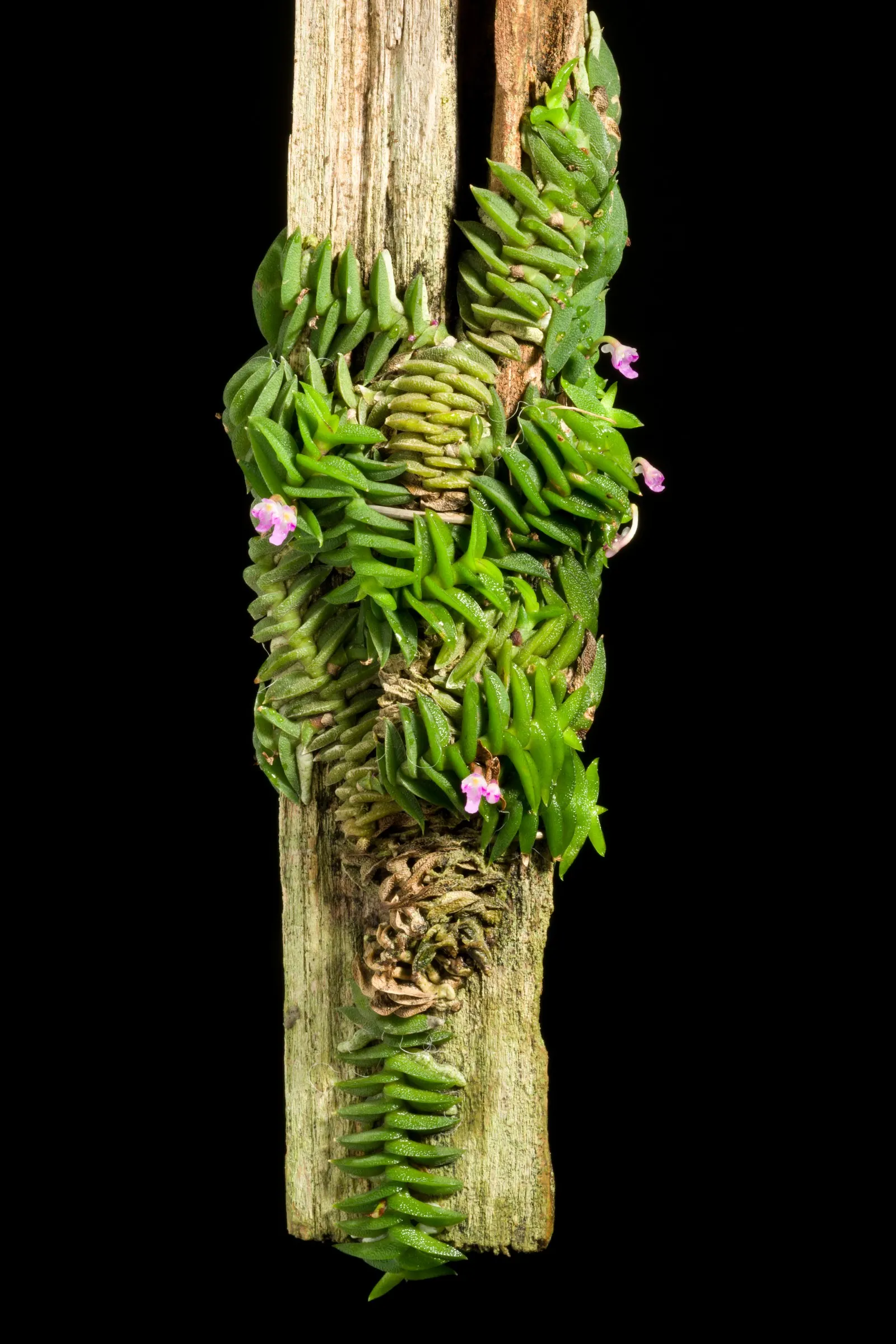 Taiwania (Taiwania Cryptomerioides) — is a majestic conifer native to the forests of East Asia