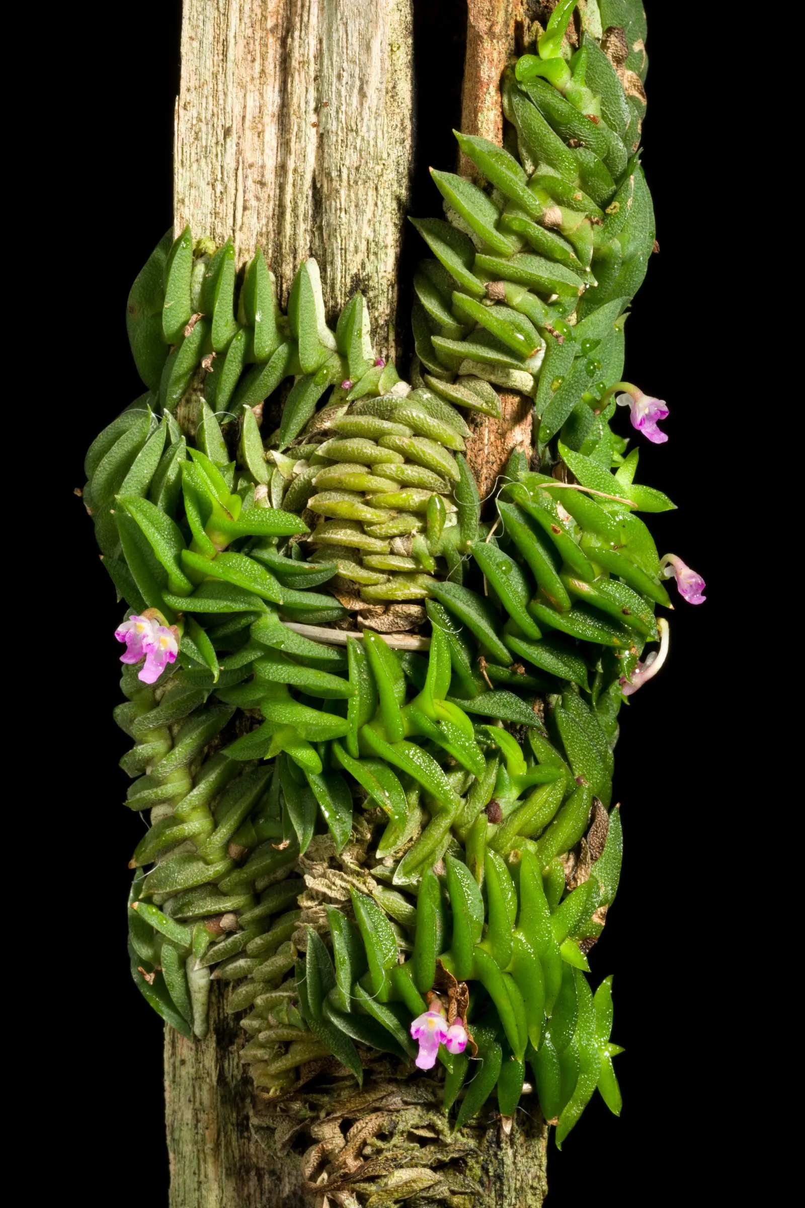 Taiwania (Taiwania Cryptomerioides) — Though it can tolerate short dry spells once established; contributing to a multisensory garden experience, image 57
