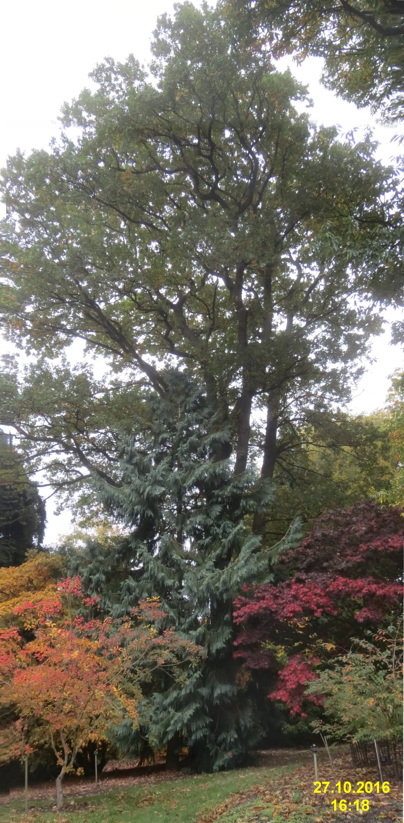 Taiwania (Taiwania Cryptomerioides) — Though it can tolerate short dry spells once established; contributing to a multisensory garden experience
