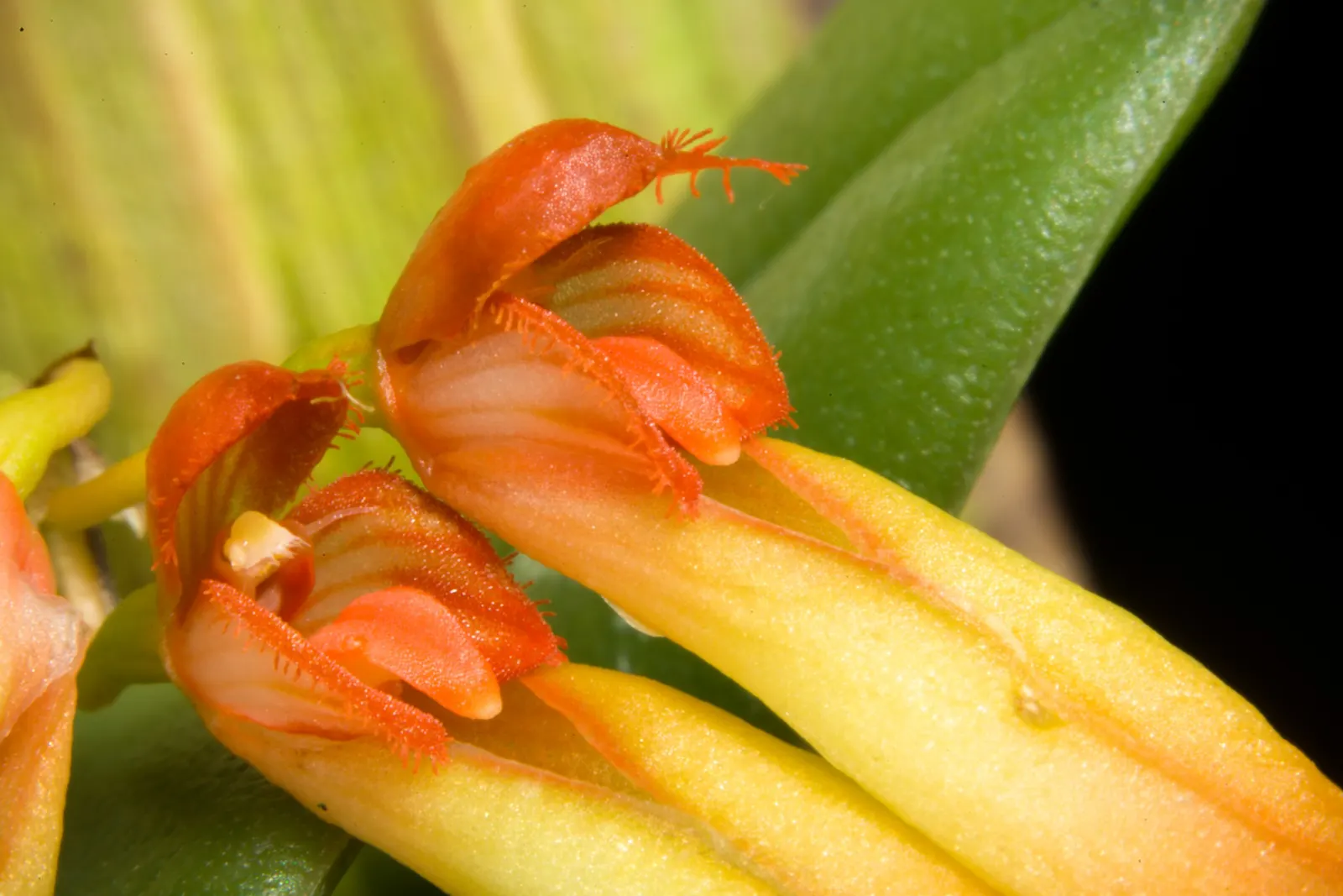 Taiwania (Taiwania Cryptomerioides) — For optimal growth, it prefers full sun to partial shade and well-draining, acidic to neutral soil; with a trunk diameter