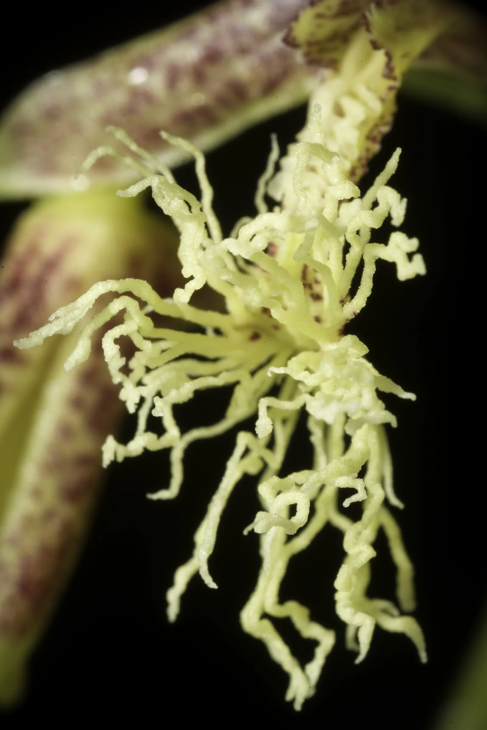 Taiwania (Taiwania Cryptomerioides) — As a landscape architect's assistant; with a trunk diameter ranging from 6 to 10 feet, image 50