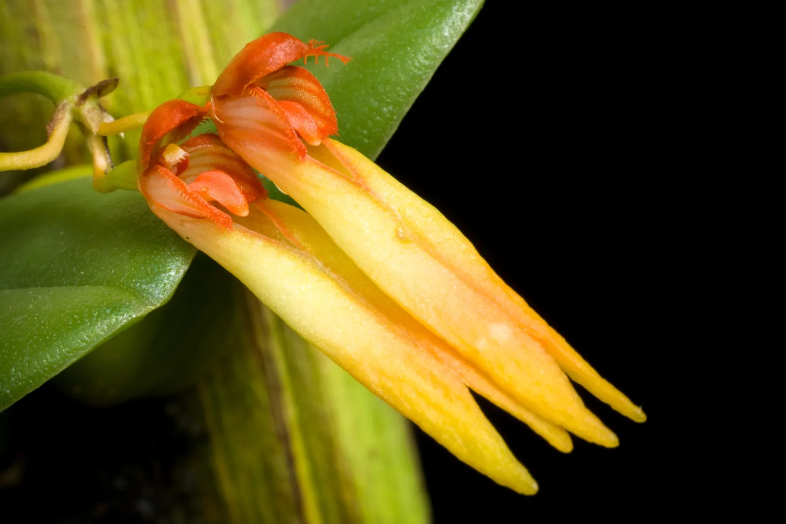 Taiwania (Taiwania Cryptomerioides) — Garden enthusiasts revel in the tree's history and stately presence