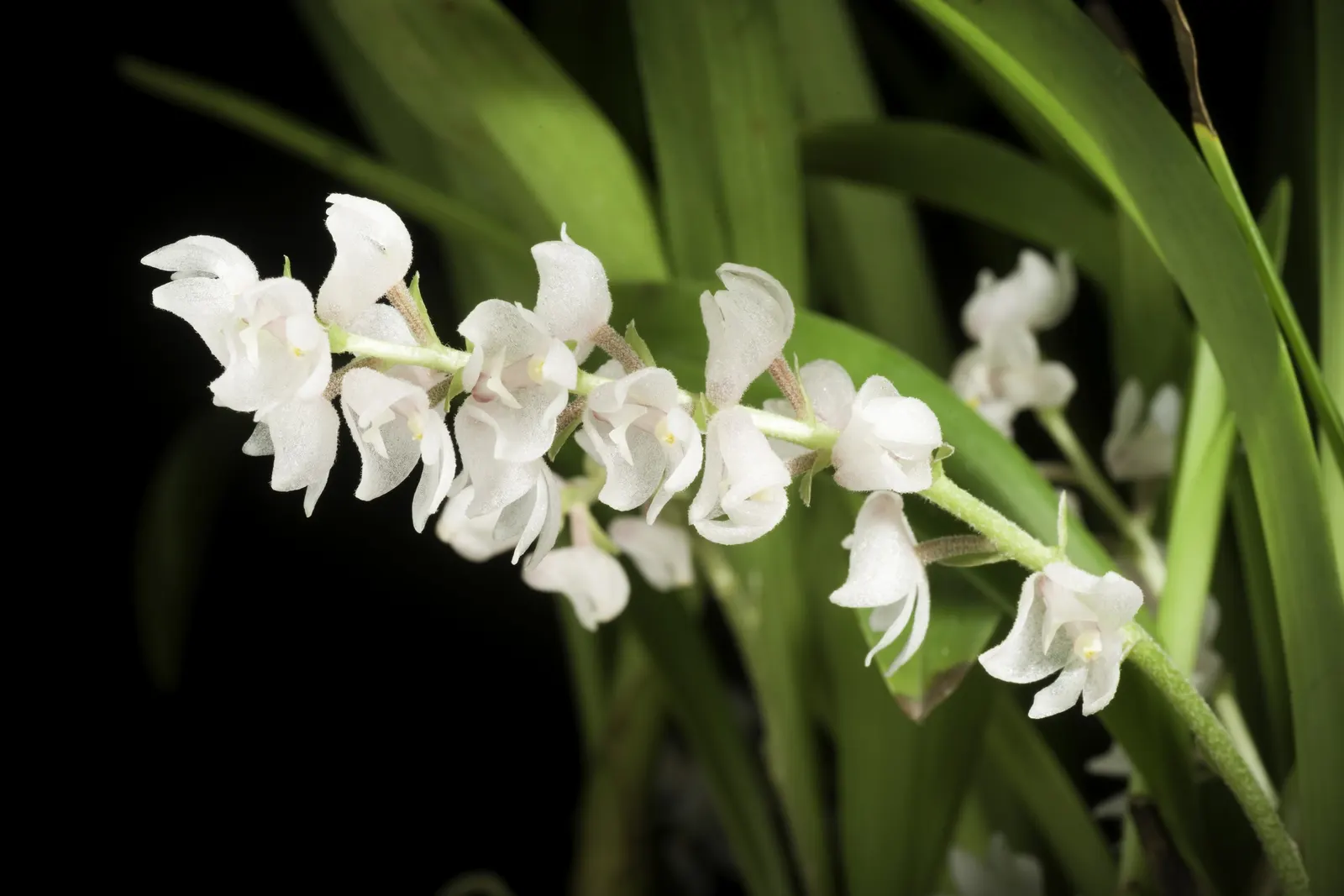 Taiwania (Taiwania Cryptomerioides) — Ideal for zones 8-9, it requires well-drained soil and full sun exposure; with a trunk diameter ranging from 6 to 10 feet