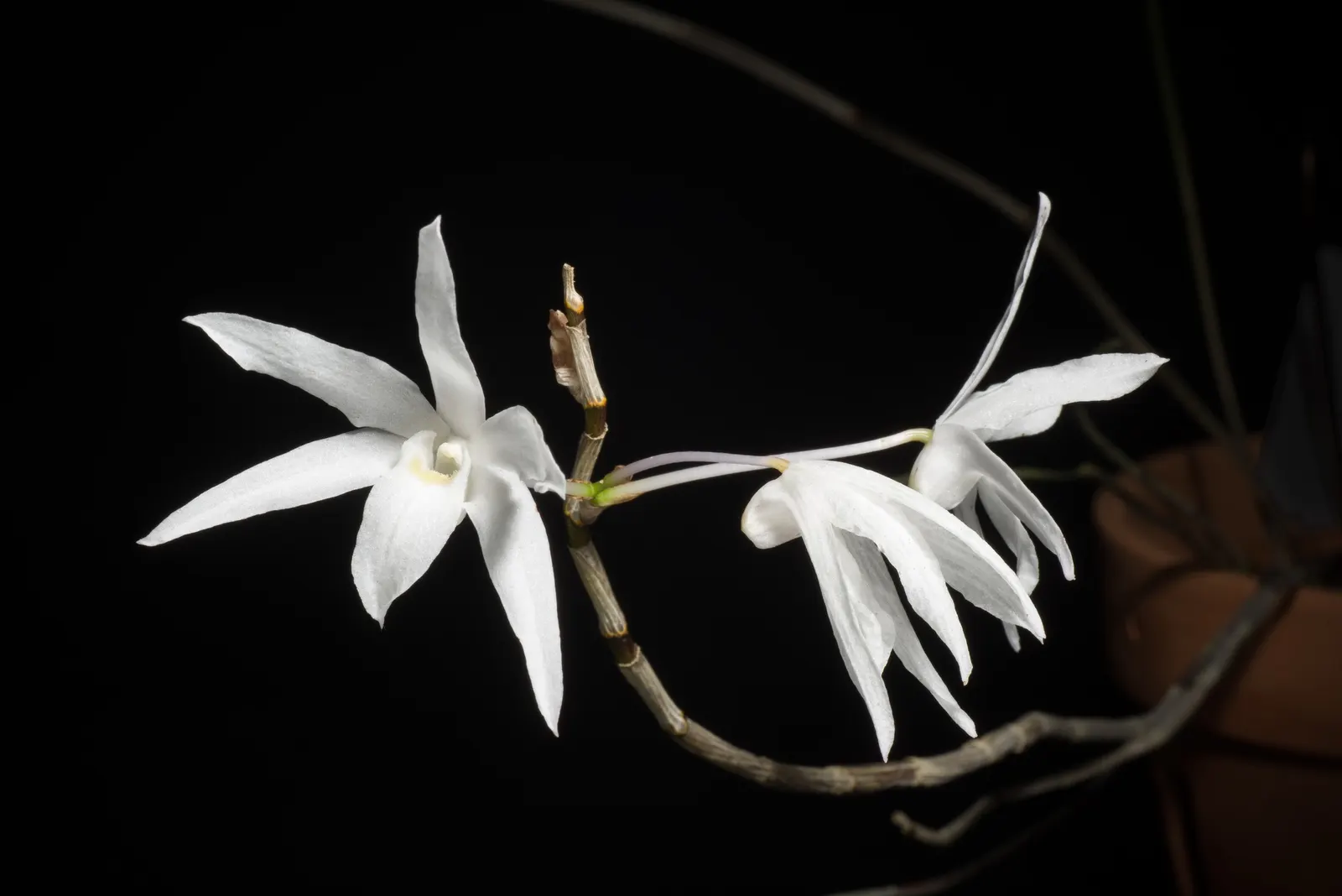 Taiwania (Taiwania Cryptomerioides) — making it an exceptional choice for both aesthetic and practical uses within landscapes; feathery foliage that, image 58
