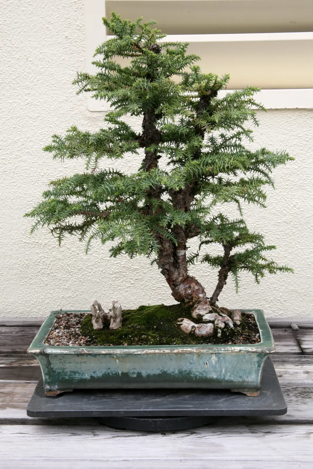 Taiwania (Taiwania Cryptomerioides) — it should be allocated ample space to thrive; feathery foliage that transitions from bright green to bronze, image 55