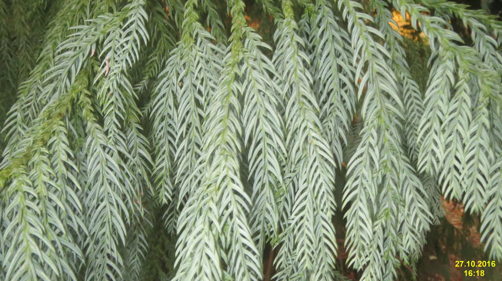 Taiwania (Taiwania Cryptomerioides) — making it a stunning focal point in large landscapes