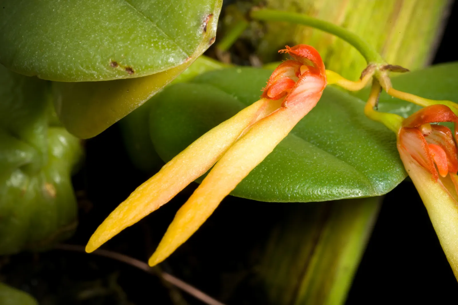 Taiwania (Taiwania Cryptomerioides) — Ideal for zones 8-9, it requires well-drained soil and full sun exposure