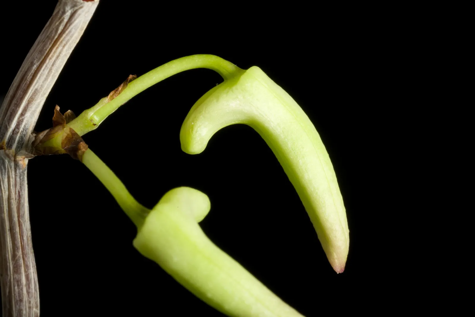 Taiwania (Taiwania Cryptomerioides) — An adult Taiwania typically reaches heights between 150 to 200 feet