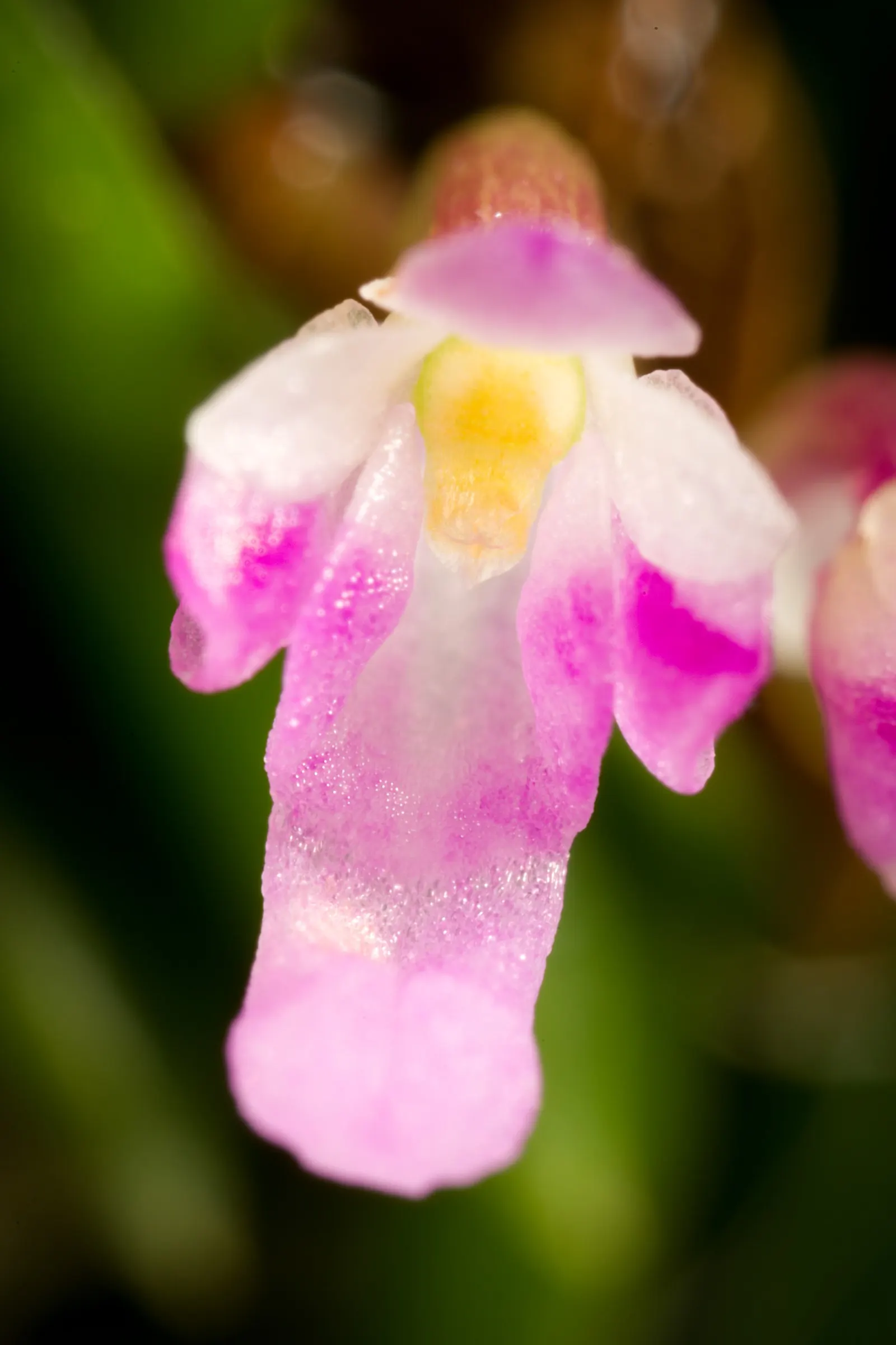Taiwania (Taiwania Cryptomerioides) — An adult Taiwania typically reaches heights between 150 to 200 feet; feathery foliage that transitions from, image 52