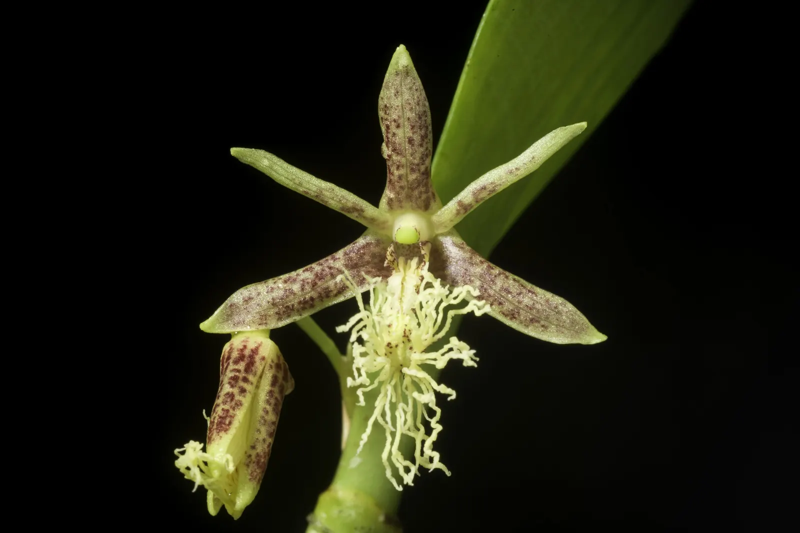 Taiwania (Taiwania Cryptomerioides) — Garden enthusiasts revel in the tree's history and stately presence; feathery foliage that transitions from bright green
