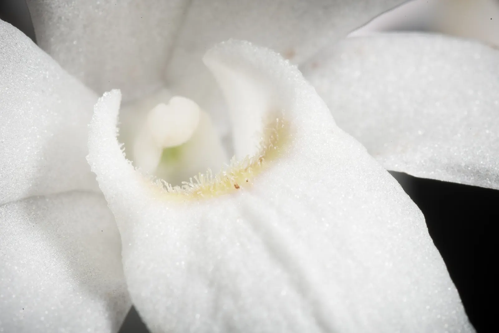 Taiwania (Taiwania Cryptomerioides) — contributing to a multisensory garden experience