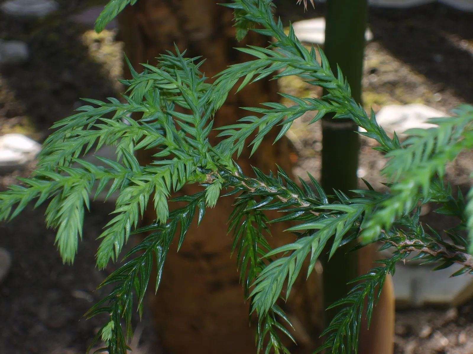 Taiwania (Taiwania Cryptomerioides) — This evergreen can reach towering heights of 200 ft with a base diameter up to 6 ft
