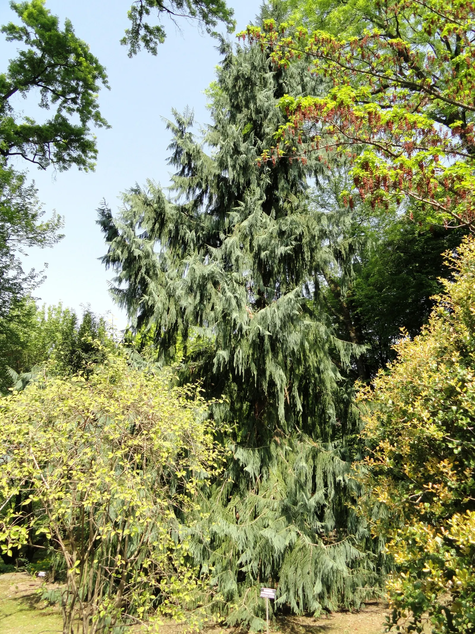 Taiwania (Taiwania Cryptomerioides) — the tree's fragrant wood also emits a delicate scent