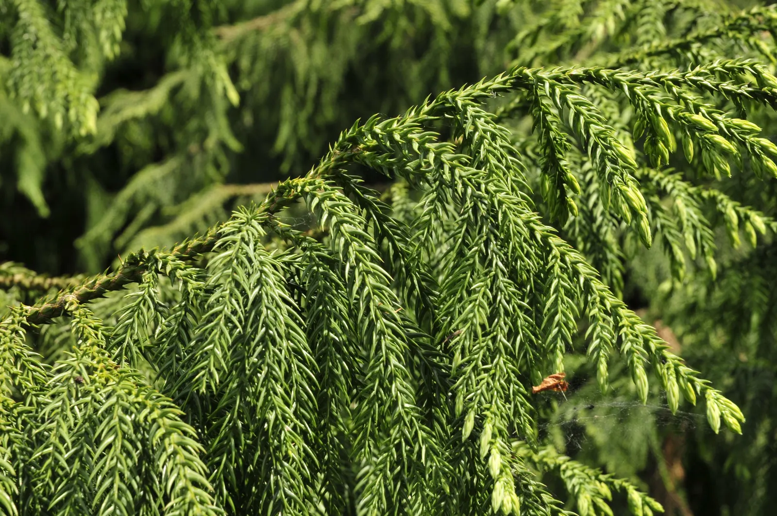 Taiwania (Taiwania Cryptomerioides) — For optimal growth, it prefers full sun to partial shade and well-draining, acidic to neutral soil; with a, image 56