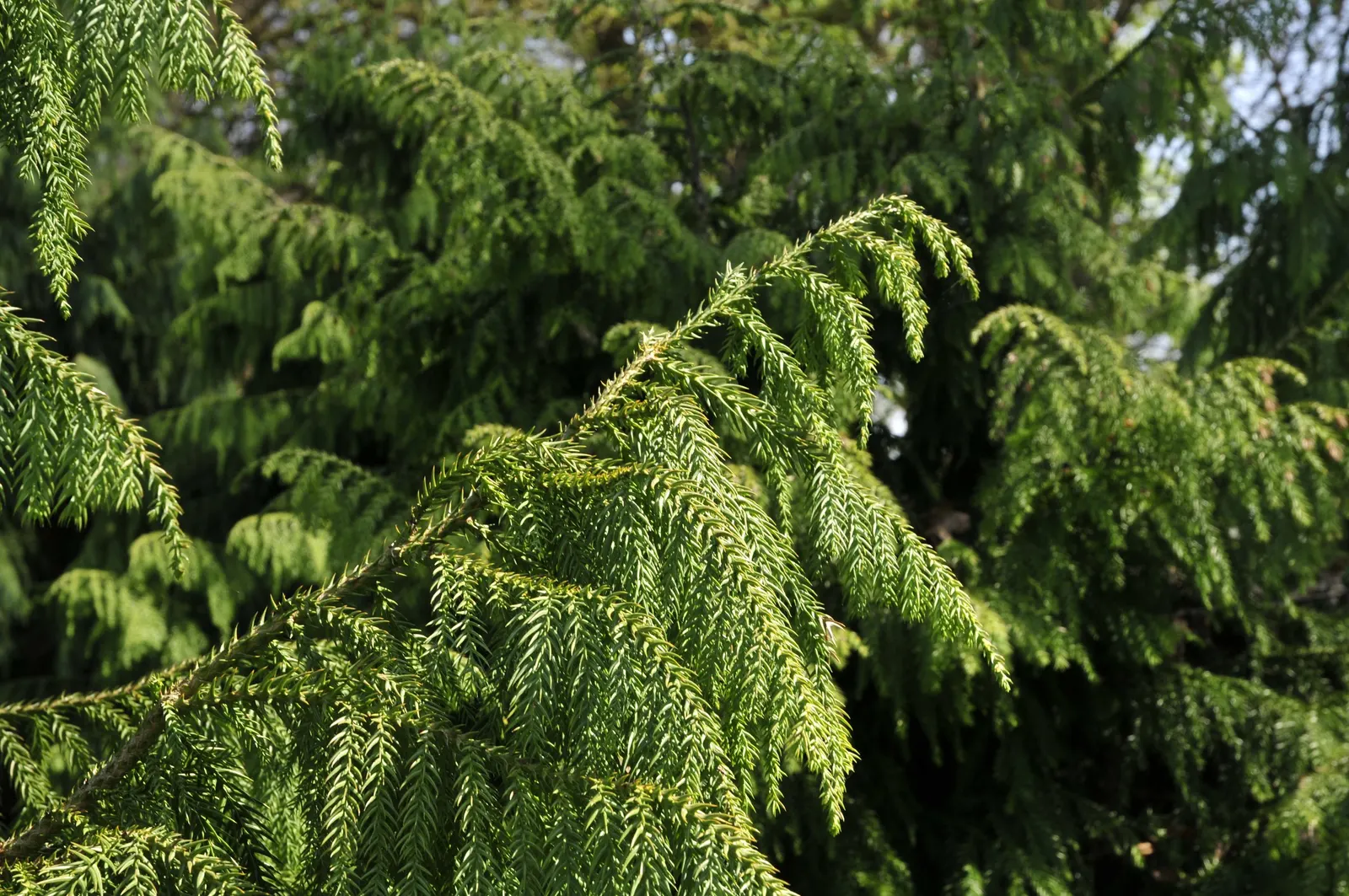 Taiwania (Taiwania Cryptomerioides) — conifer / tree for full; contributing to a multisensory garden experience
