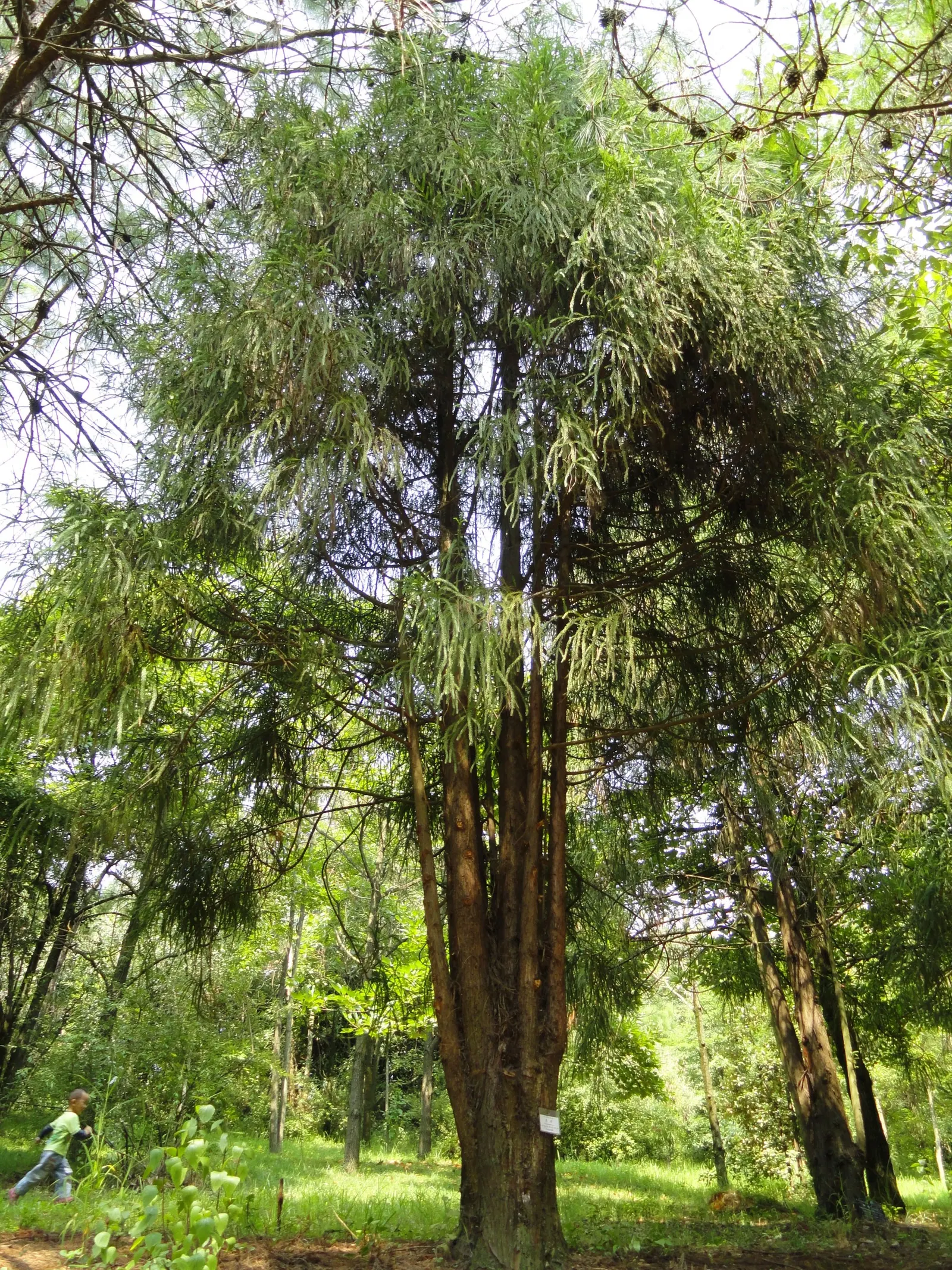 Taiwania (Taiwania Cryptomerioides) — contributing to a multisensory garden experience, image 39