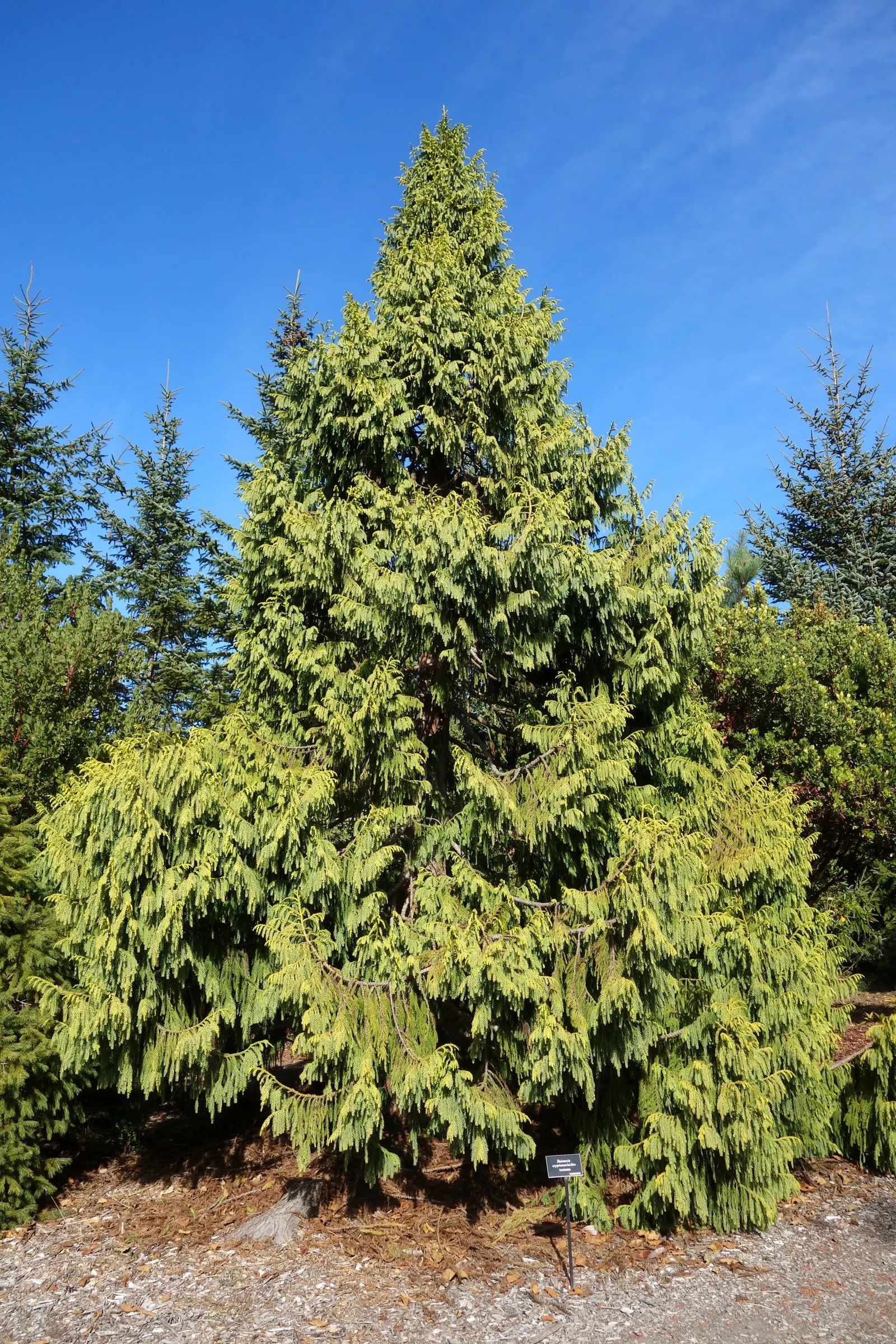 Taiwania (Taiwania Cryptomerioides) — with a trunk diameter ranging from 6 to 10 feet