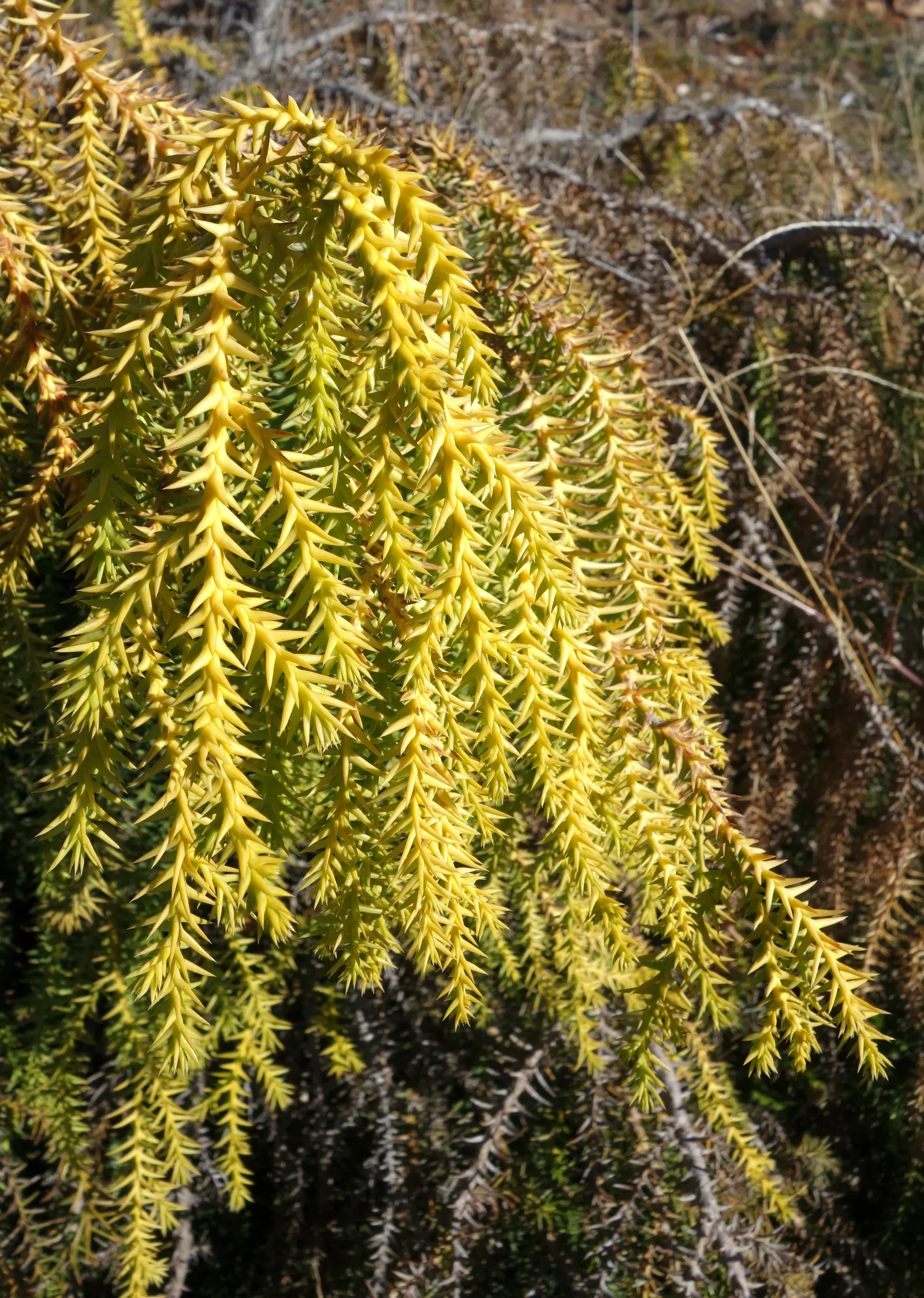 Taiwania (Taiwania Cryptomerioides) — The Taiwania cryptomerioides, or simply Taiwania, is a majestic conifer originating from East Asia; feathery foliage that