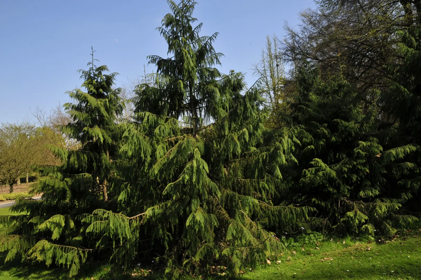 Taiwania (Taiwania Cryptomerioides) — Ideal for zones 8-9, it requires well-drained soil and full sun exposure; with a trunk diameter ranging from, image 47