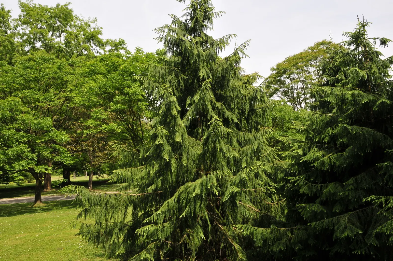 Taiwania (Taiwania Cryptomerioides) — The canopy forms a pyramidal shape; contributing to a multisensory garden experience, image 54