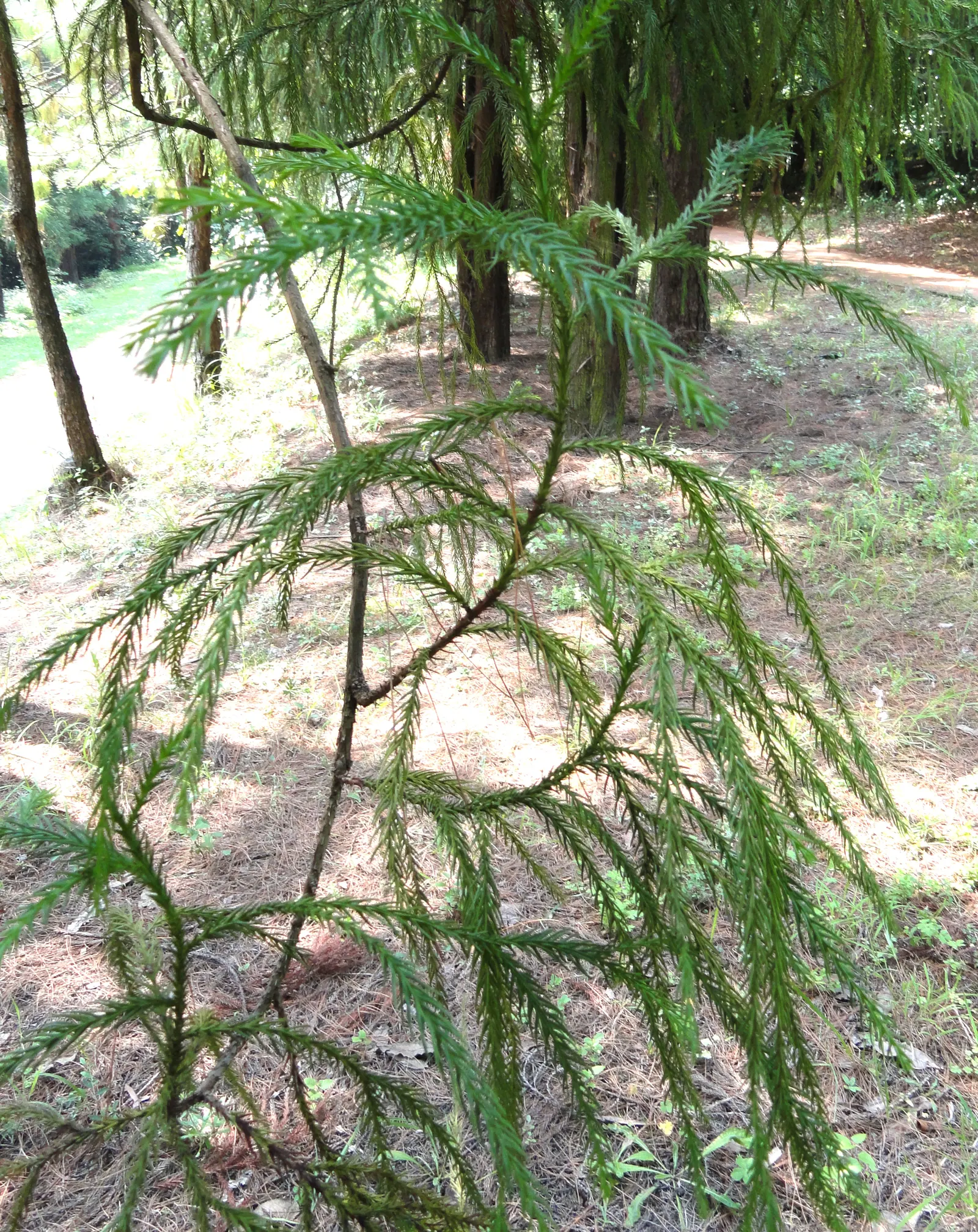 Taiwania (Taiwania Cryptomerioides) — it should be allocated ample space to thrive; feathery foliage that transitions from bright green to bronze in winter