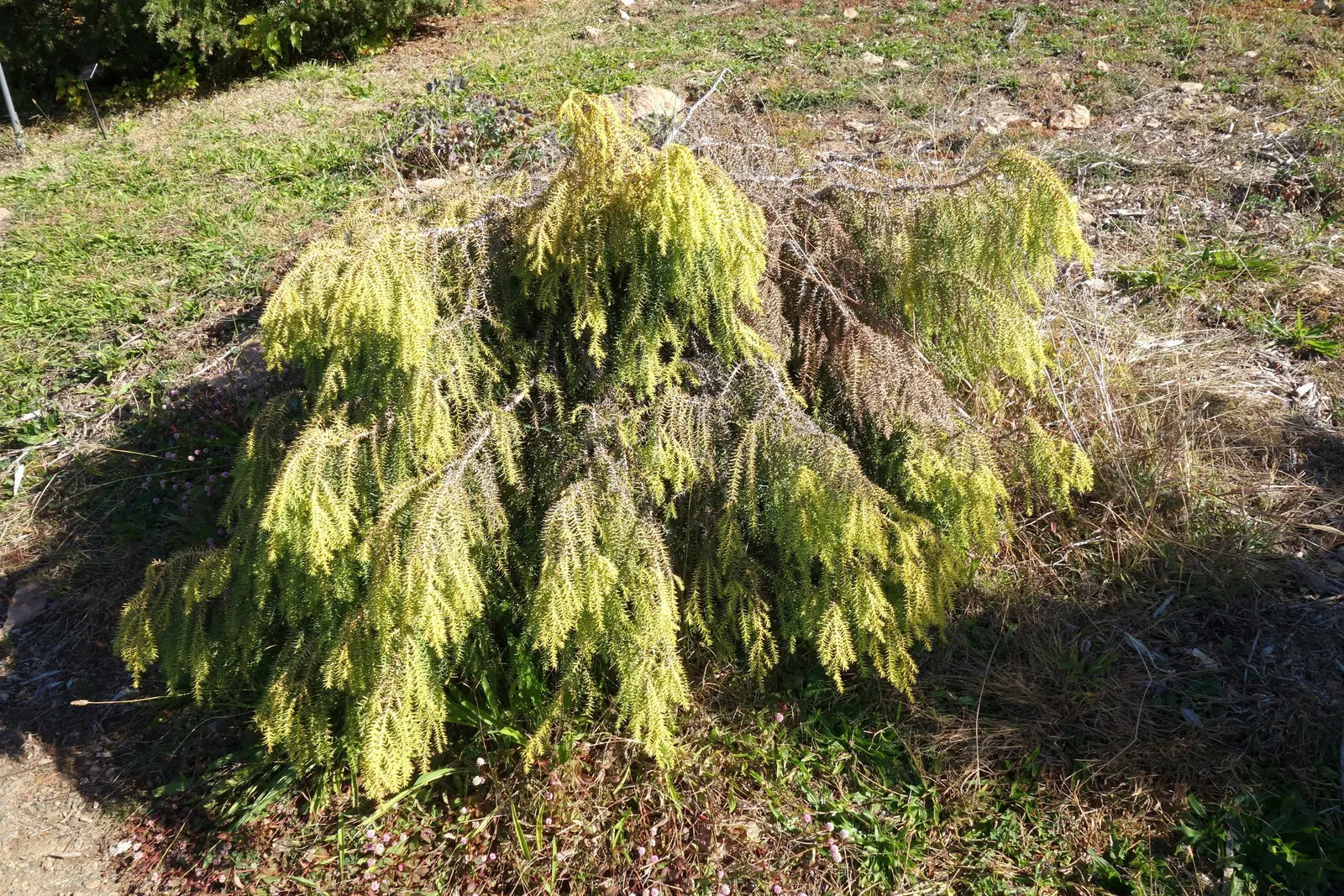 Taiwania (Taiwania Cryptomerioides) — making it an exceptional choice for both aesthetic and practical uses within landscapes