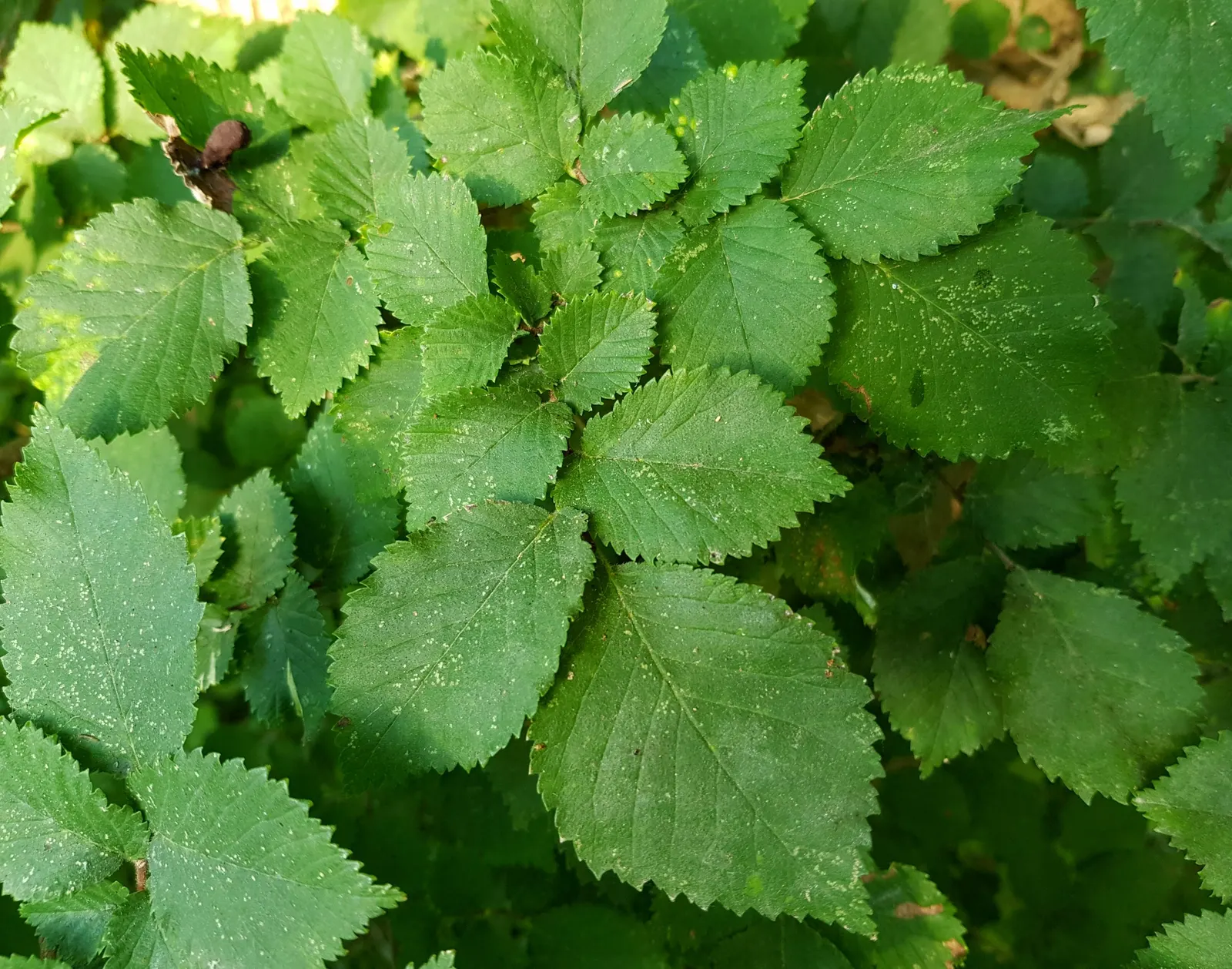 Winged Elm (Ulmus Alta) — The Winged Elm, Ulmus alata, is a deciduous hardwood tree native to southern and central United States
