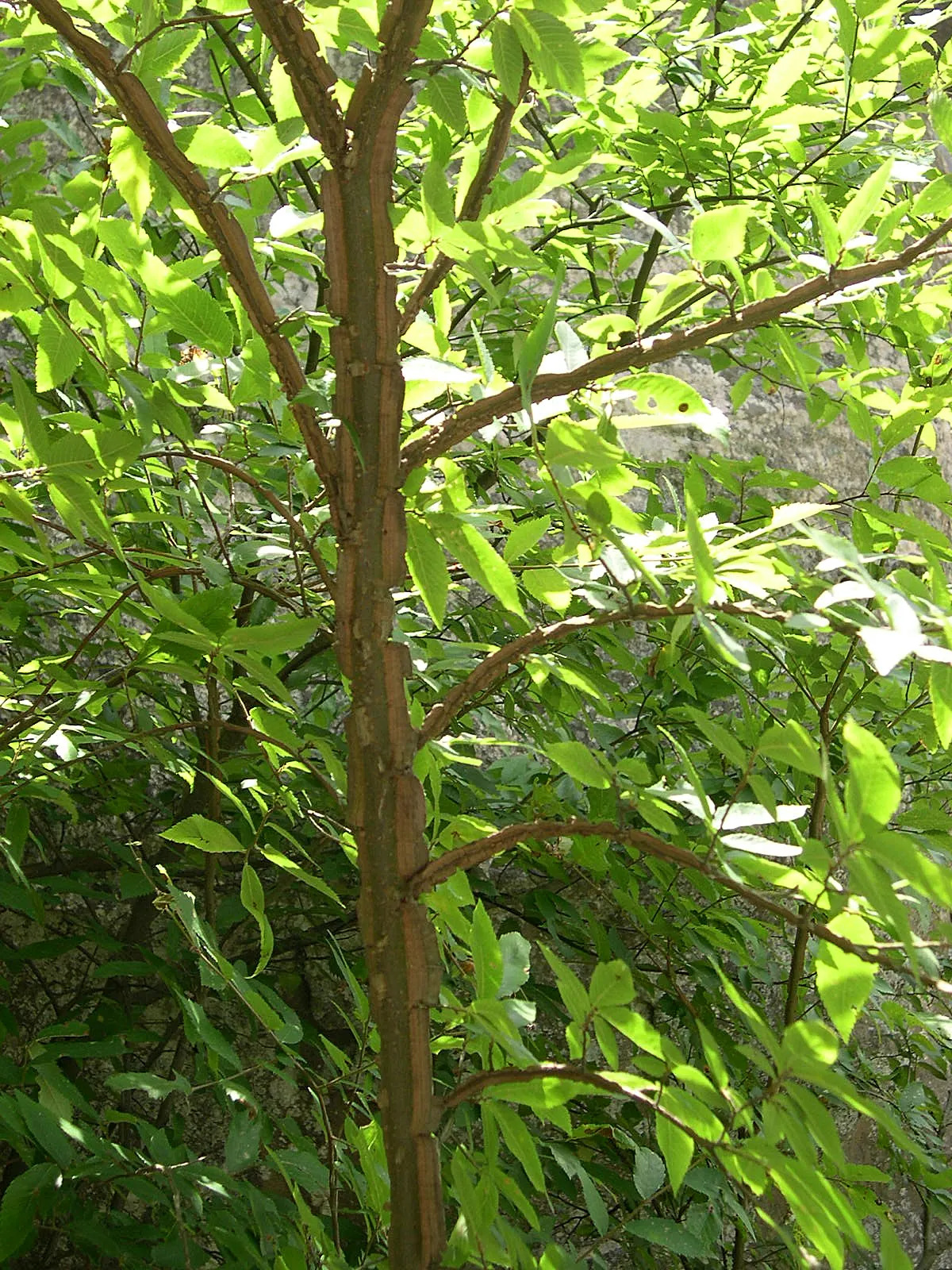Winged Elm (Ulmus Alta) — Notable for its distinctive corky "wings" on the twigs