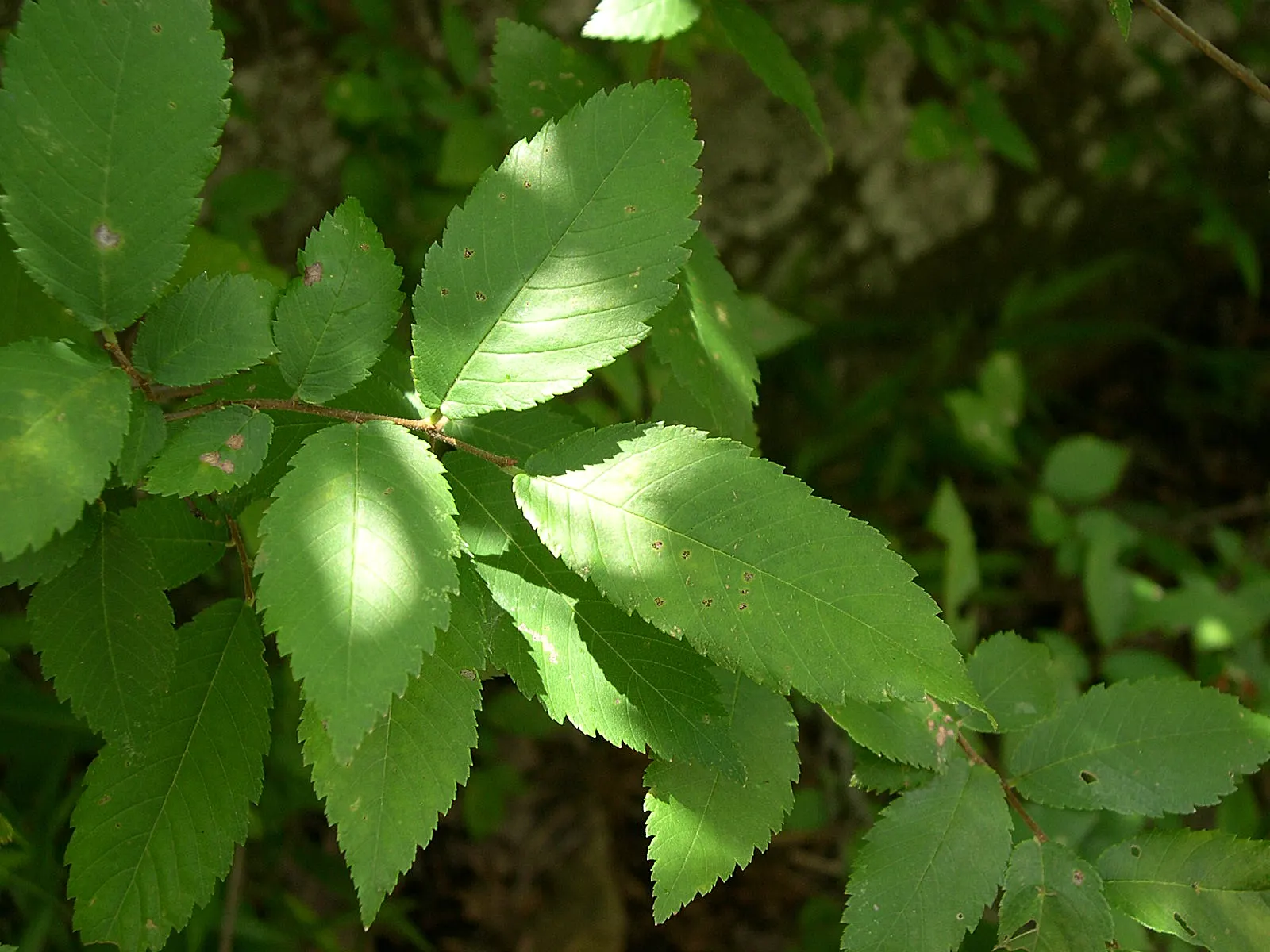 Winged Elm (Ulmus Alta) — this elm sports dark green leaves