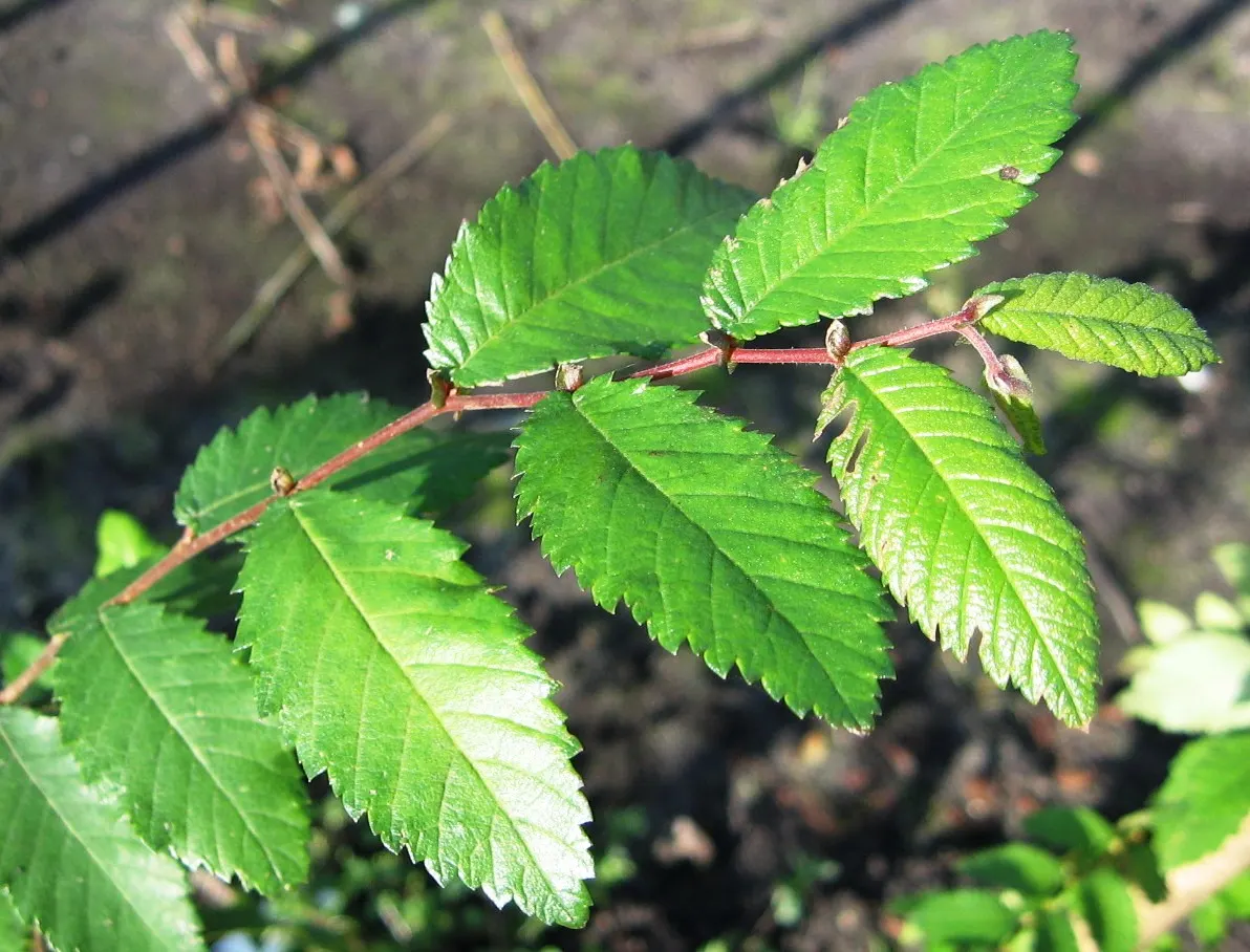 Winged Elm (Ulmus Alta) — It thrives in USDA zones 6-9, reaching heights of 40-50 feet with a spread of 30-40 feet