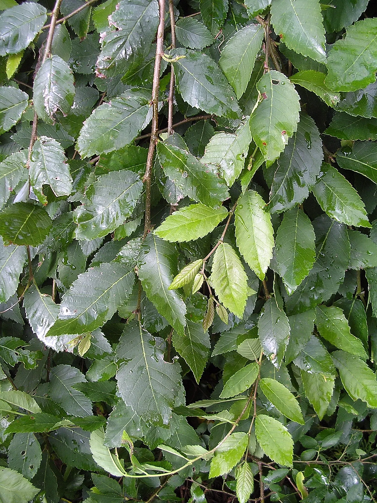Winged Elm (Ulmus Alta) — Adaptable to various soil conditions, it\'s ideal for creating vertical interest in landscapes