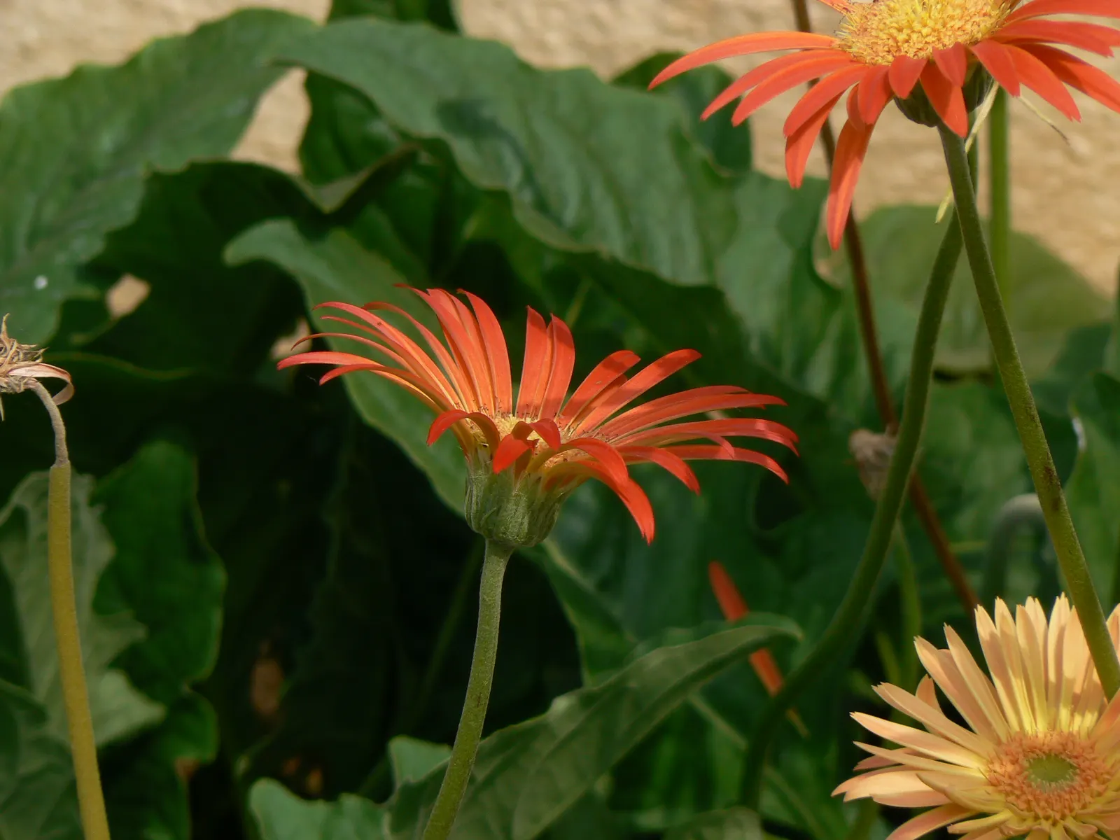 Orange Symphony African Daisy (Osteospermum Fru. 'Zion Copper Amethyst') — This perennial offers a striking contrast against its dark