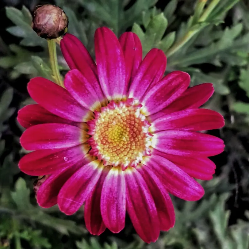 Orange Symphony African Daisy (Osteospermum Fru. 'Zion Copper Amethyst') — which is excellent for mass plantings or as a border accent.<br><br>For optimal