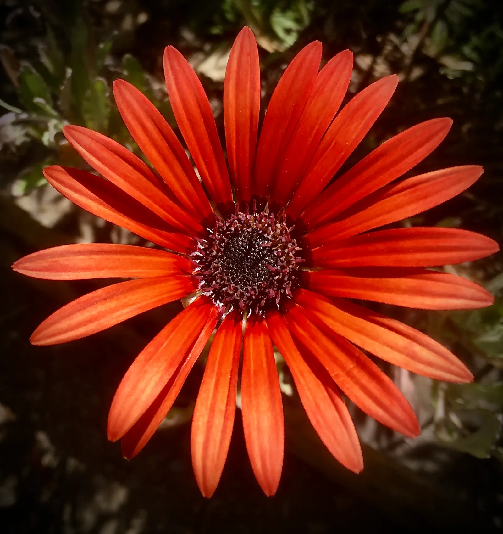 Orange Symphony African Daisy (Osteospermum Fru. 'Zion Copper Amethyst') — as they typically reach a height of 12 to 14 inches and spread expansively to about