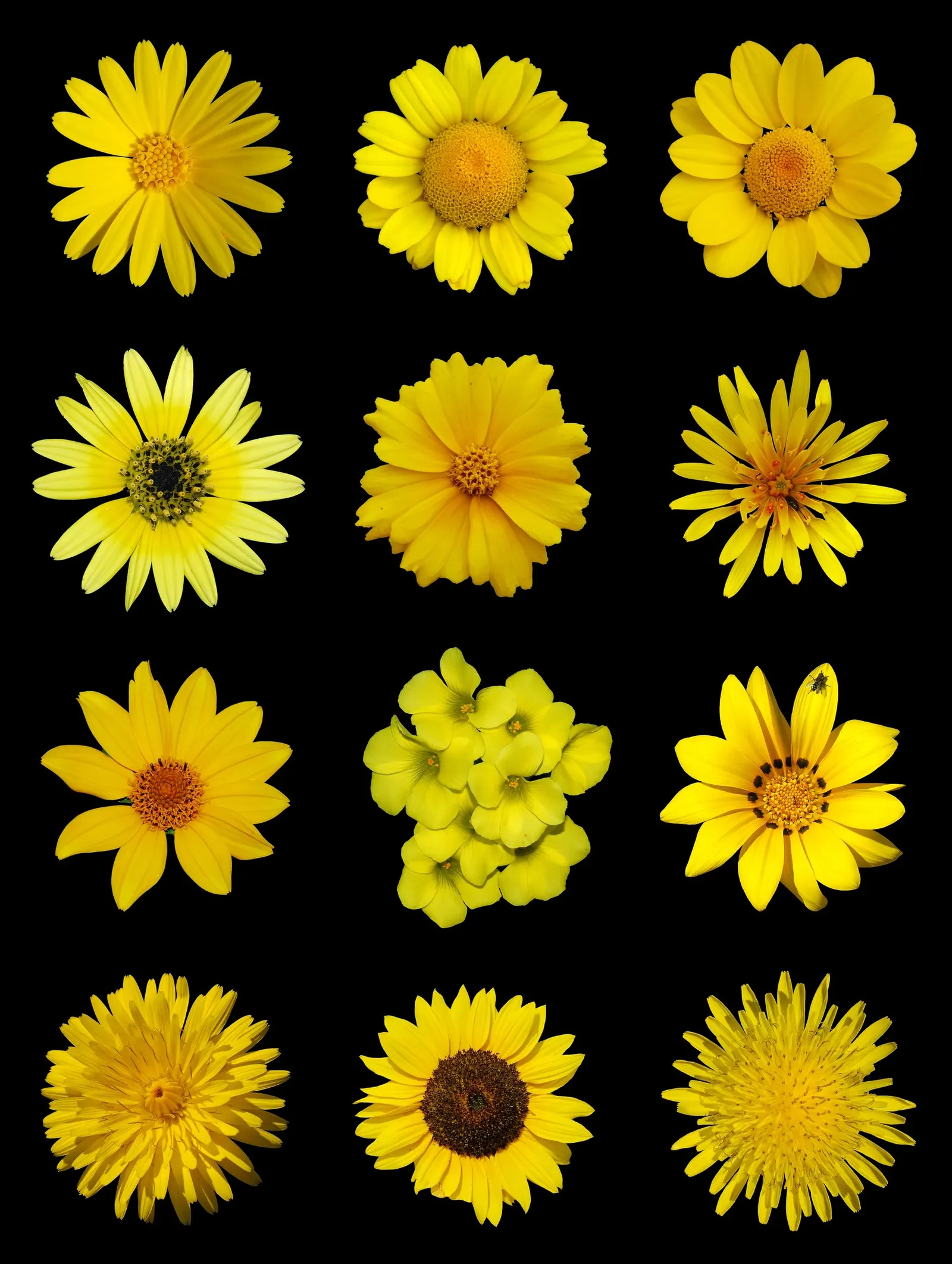 Orange Symphony African Daisy (Osteospermum Fru. 'Zion Copper Amethyst') — The Orange Symphony African Daisy, botanically known as the Osteospermum fru