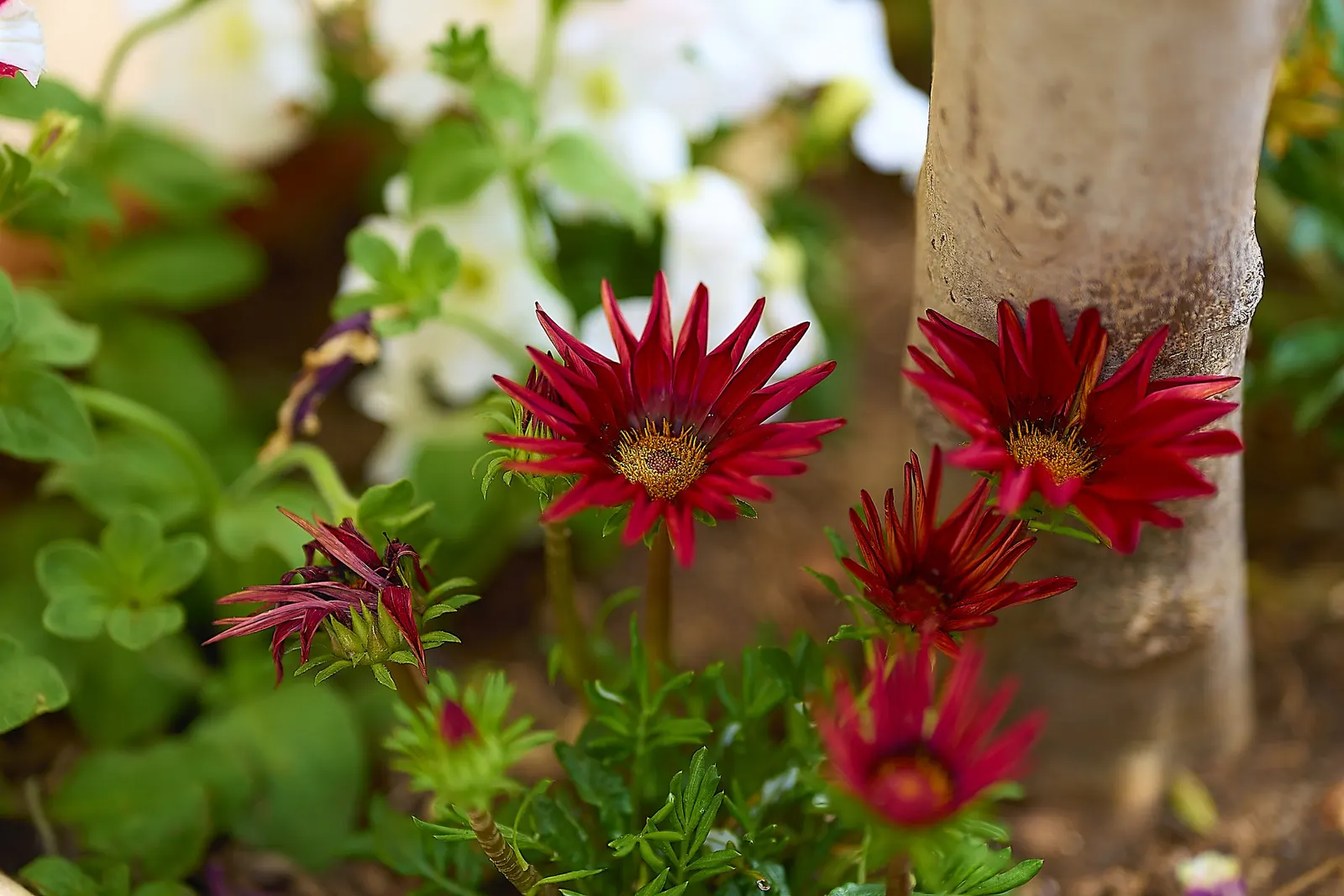 Orange Symphony African Daisy (Osteospermum Fru. 'Zion Copper Amethyst') — regular watering is necessary