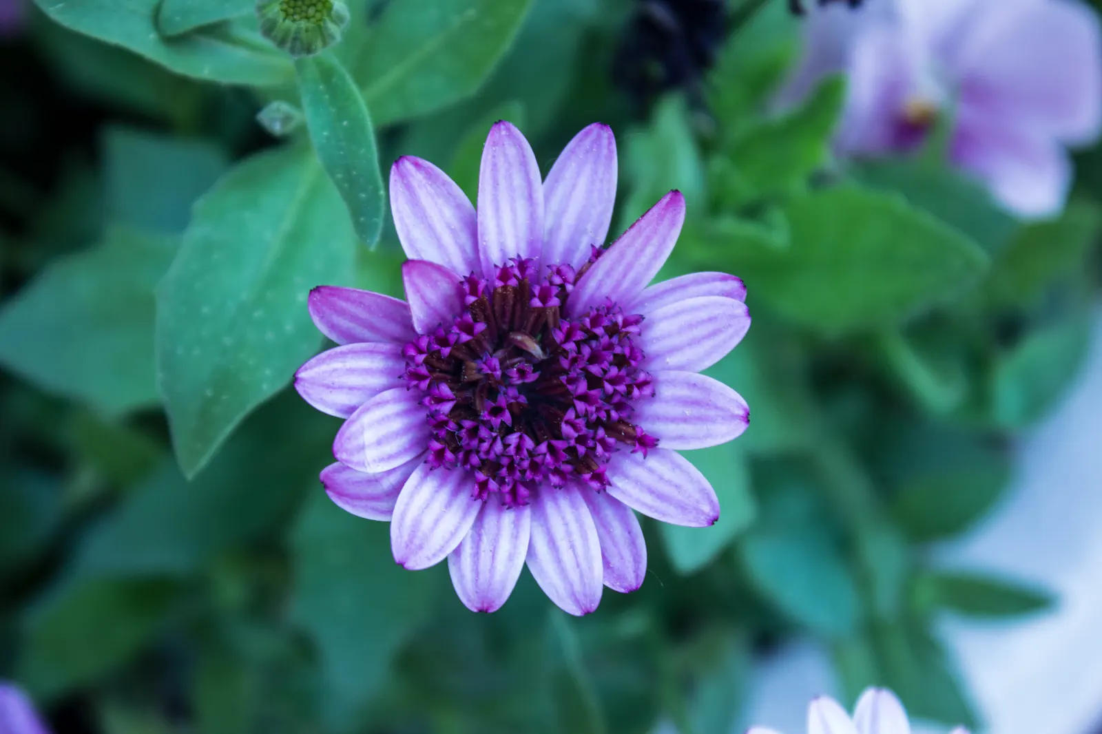 Orange Symphony African Daisy (Osteospermum Fru. 'Zion Copper Amethyst') — 'Zion Copper Amethyst') features stunning gradient blooms, blending copper-orange to