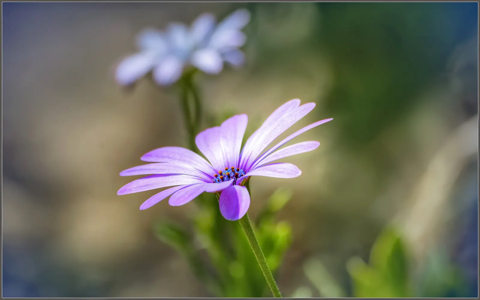 Orange Symphony African Daisy (Osteospermum Fru. 'Zion Copper Amethyst') — This perennial reaches 12-14 inches in height with an 18-20 inch spread