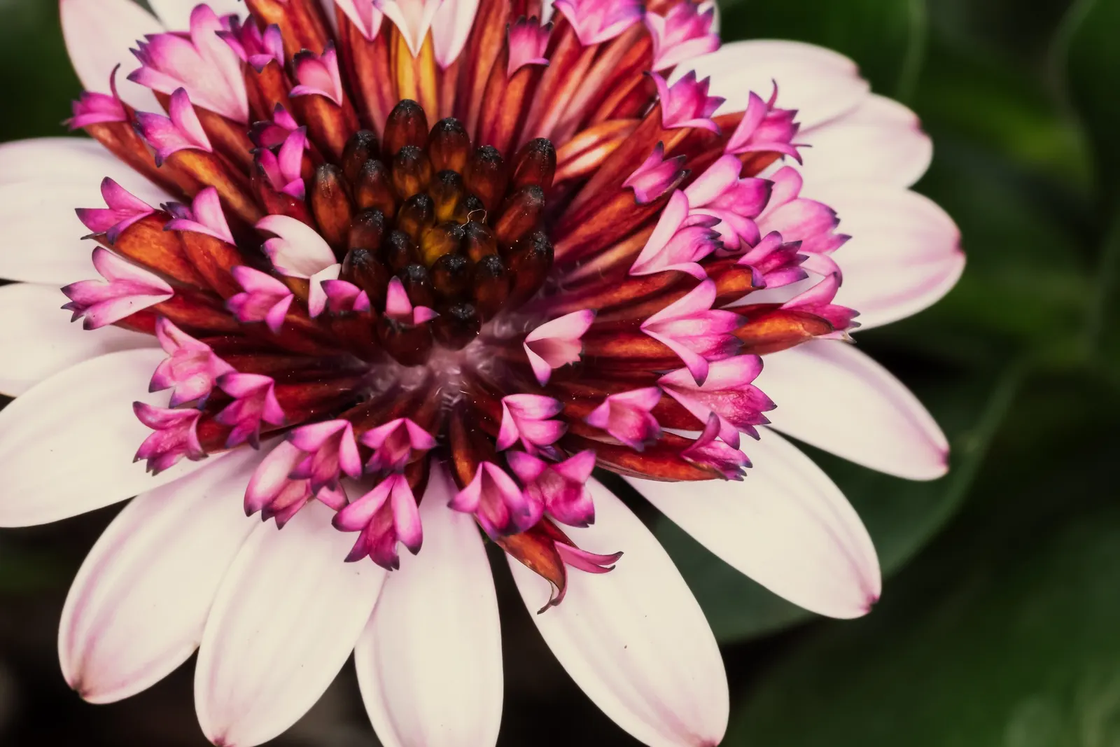 Orange Symphony African Daisy (Osteospermum Fru. 'Zion Copper Amethyst') — 'Zion Copper Amethyst' thrives in full sun exposure and prefers well-draining soil