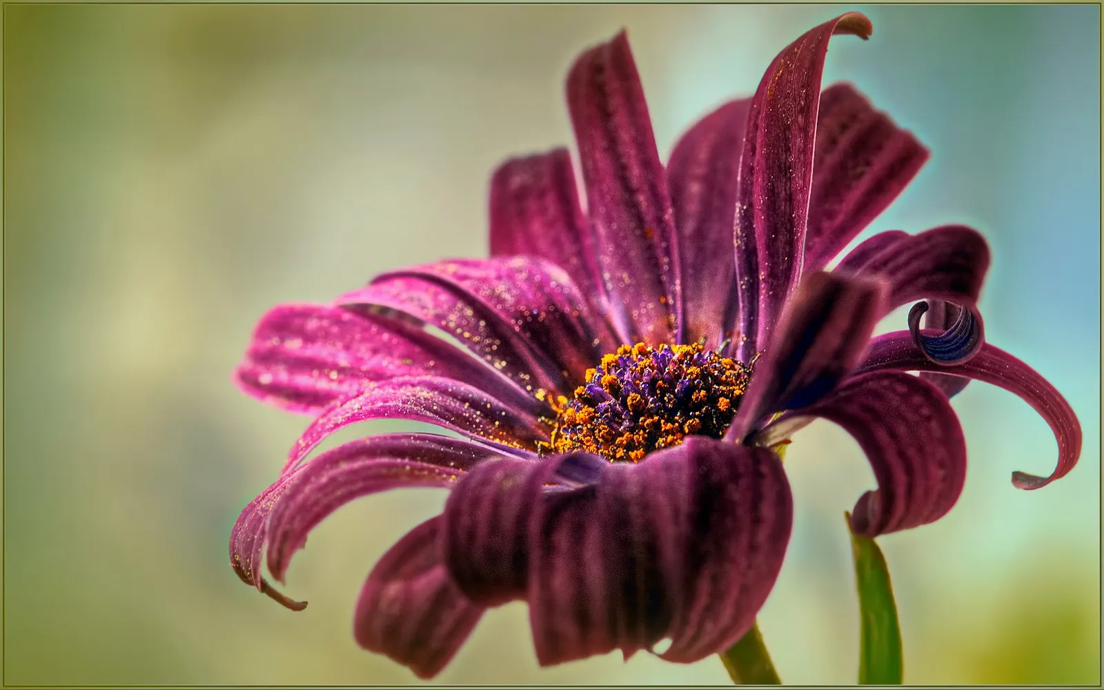 Orange Symphony African Daisy (Osteospermum Fru. 'Zion Copper Amethyst') — When planning your landscape design
