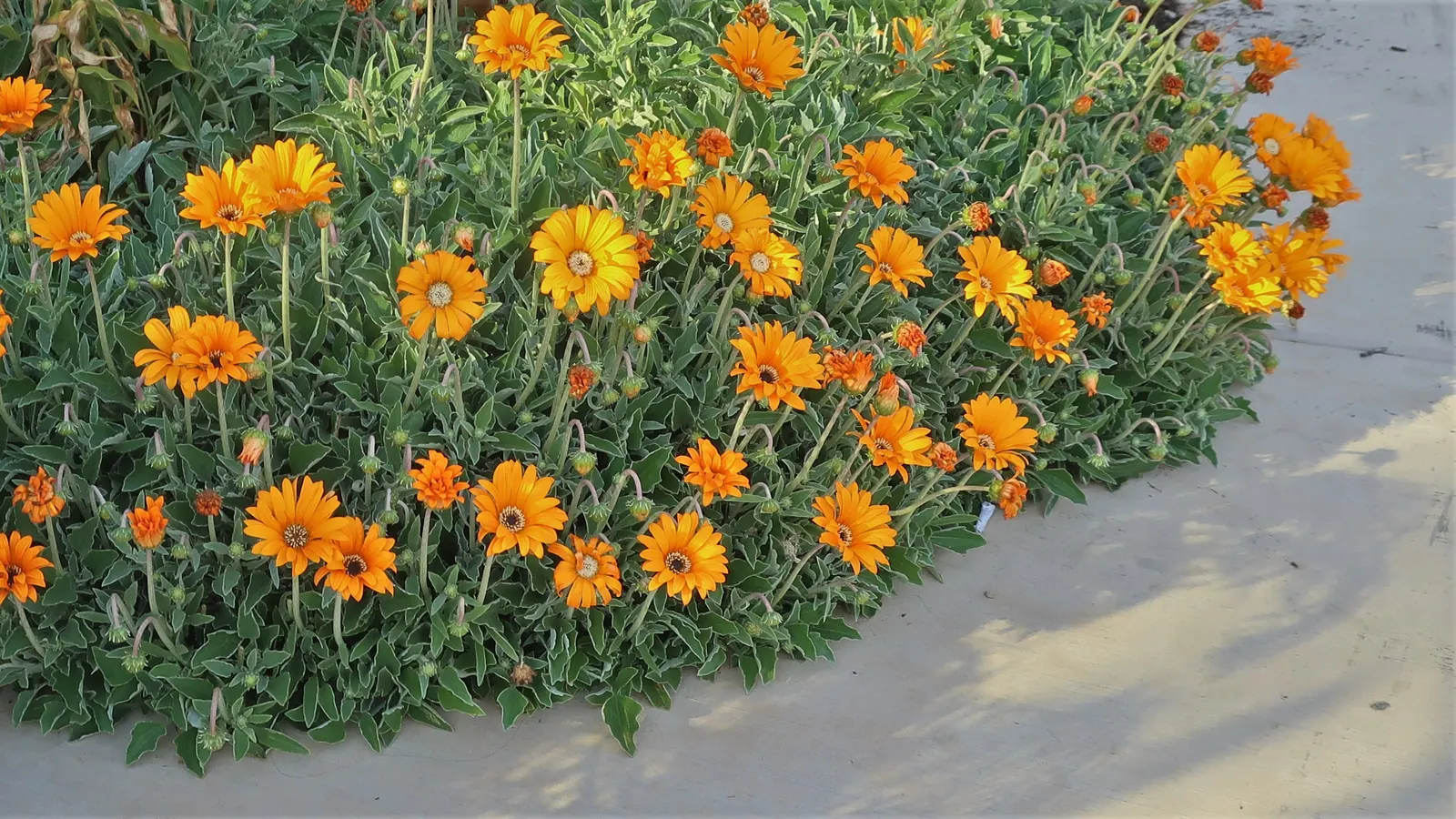 Orange Symphony African Daisy (Osteospermum Fru. 'Zion Copper Amethyst') — keeping a balance to avoid waterlogging