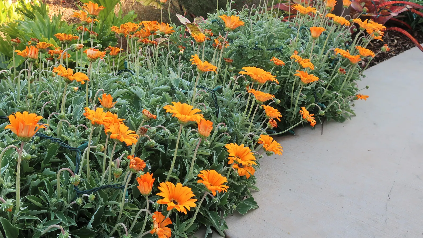 Orange Symphony African Daisy (Osteospermum Fru. 'Zion Copper Amethyst') — Their growth habit forms a compact