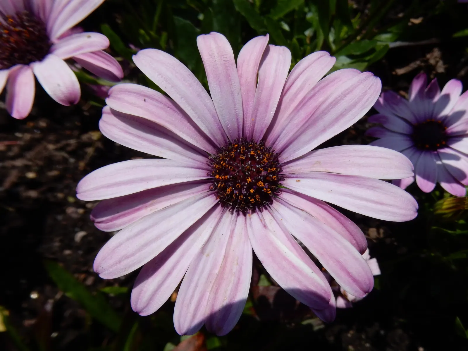 Orange Symphony African Daisy (Osteospermum Fru. 'Zion Copper Amethyst') — green foliage and presents an extended blooming season from early spring until the