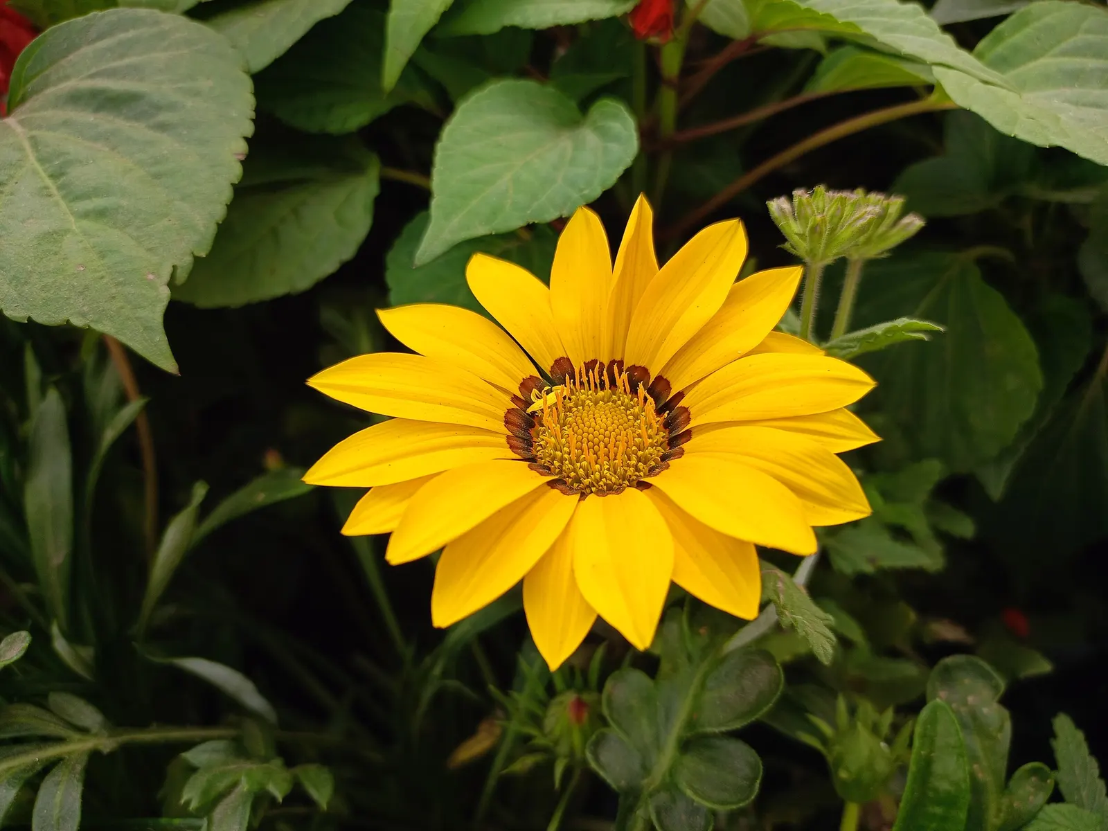 Orange Symphony African Daisy (Osteospermum Fru. 'Zion Copper Amethyst') — ensure to allow adequate space for each Orange Symphony African Daisy