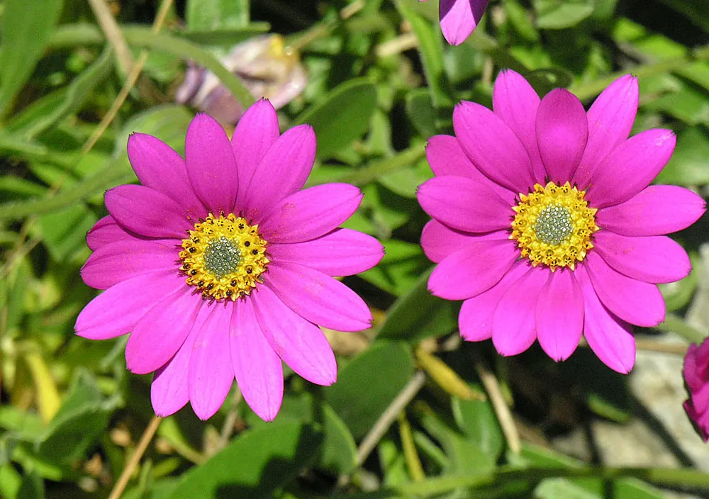 Orange Symphony African Daisy (Osteospermum Fru. 'Zion Copper Amethyst') — Drought-tolerant once established