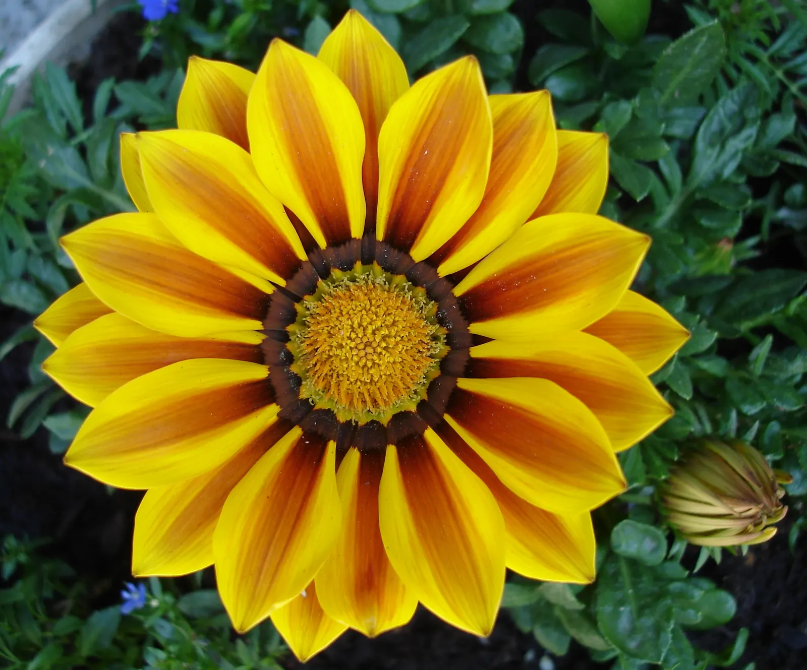 Orange Symphony African Daisy (Osteospermum Fru. 'Zion Copper Amethyst') — <br><br>Well-suited for USDA Hardiness Zones 10-11, the Osteospermum fru