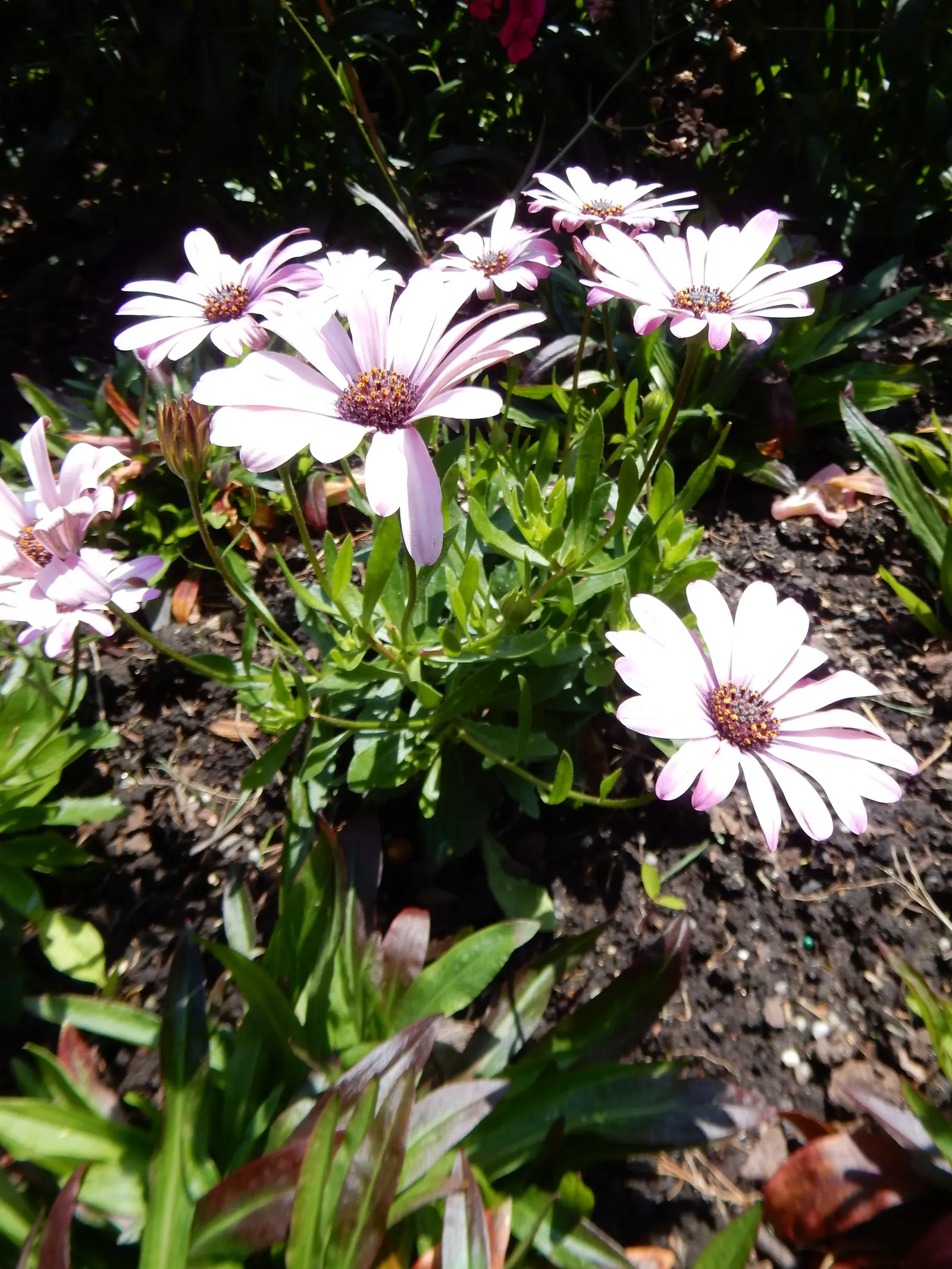 Orange Symphony African Daisy (Osteospermum Fru. 'Zion Copper Amethyst') — adding vibrant color and texture to borders